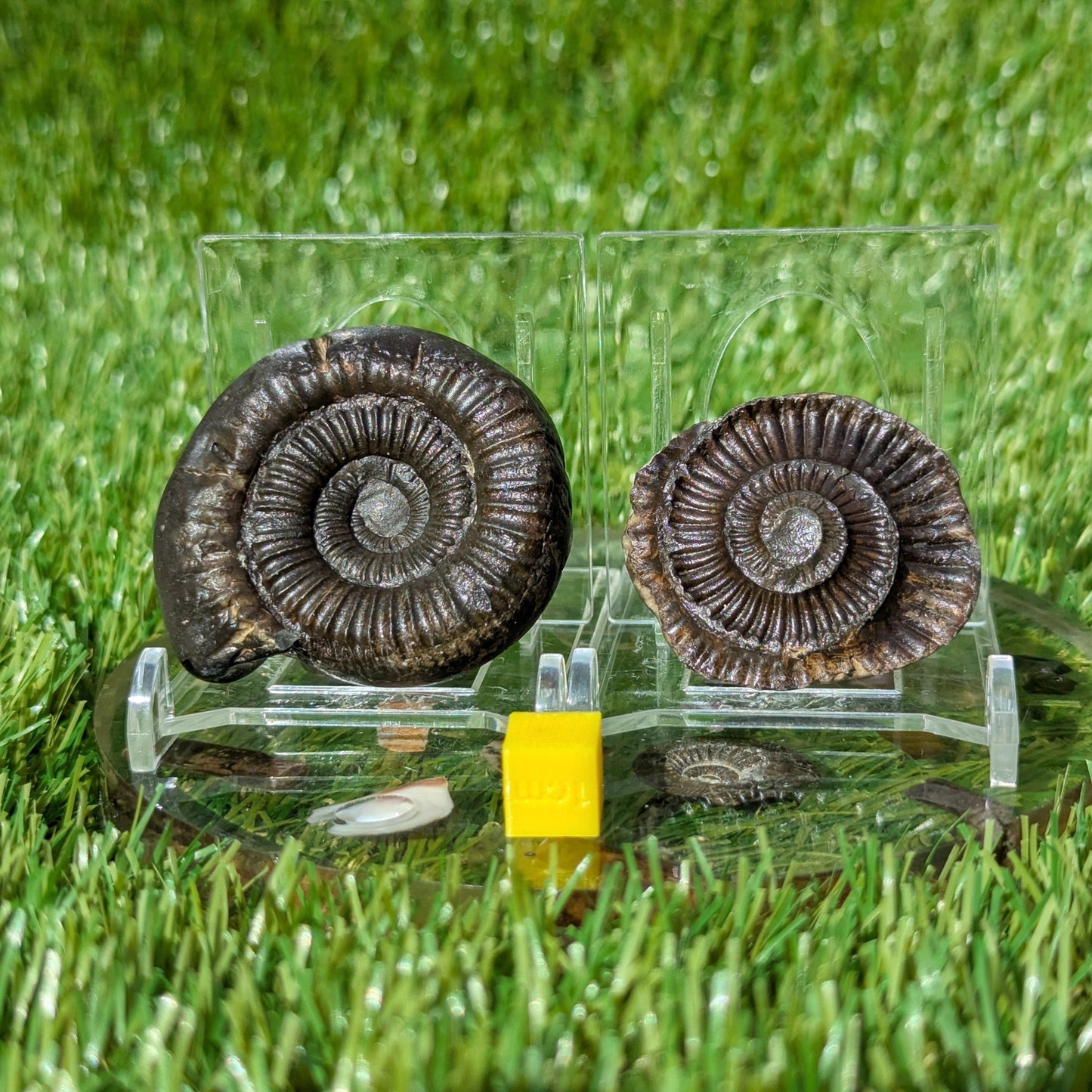 Ammonite split pair North Yorkshire fossils - North Yorkshire Fossils