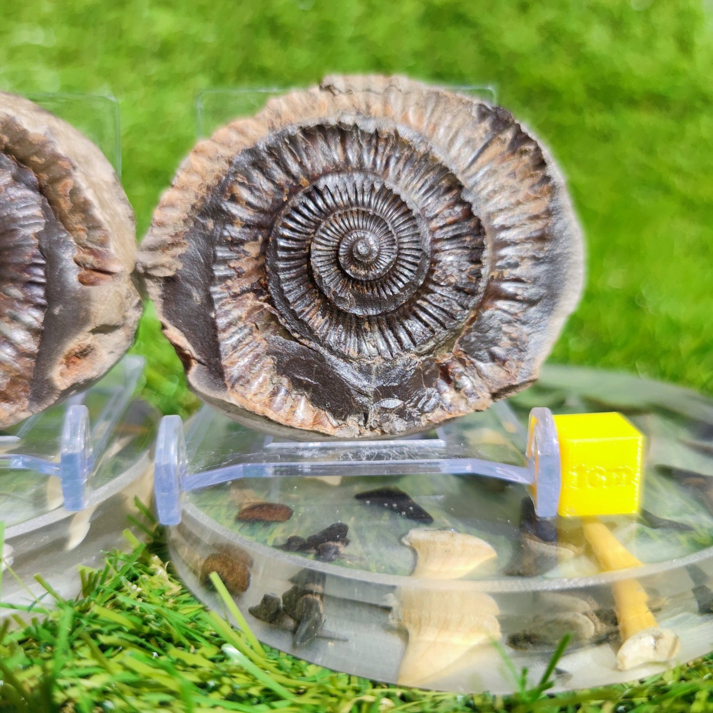 Ammonite split pair North Yorkshire Fossils - North Yorkshire Fossils