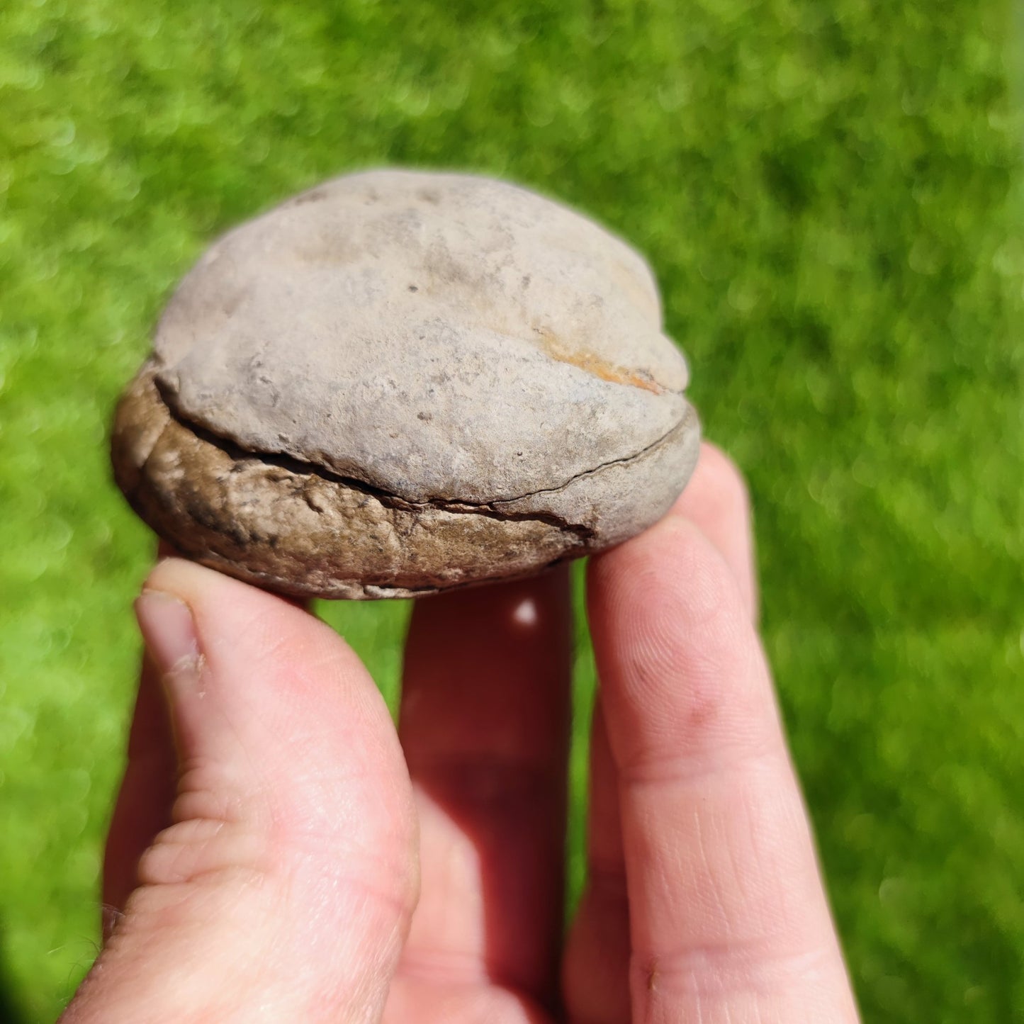 Ammonite split pair North Yorkshire Fossils - North Yorkshire Fossils