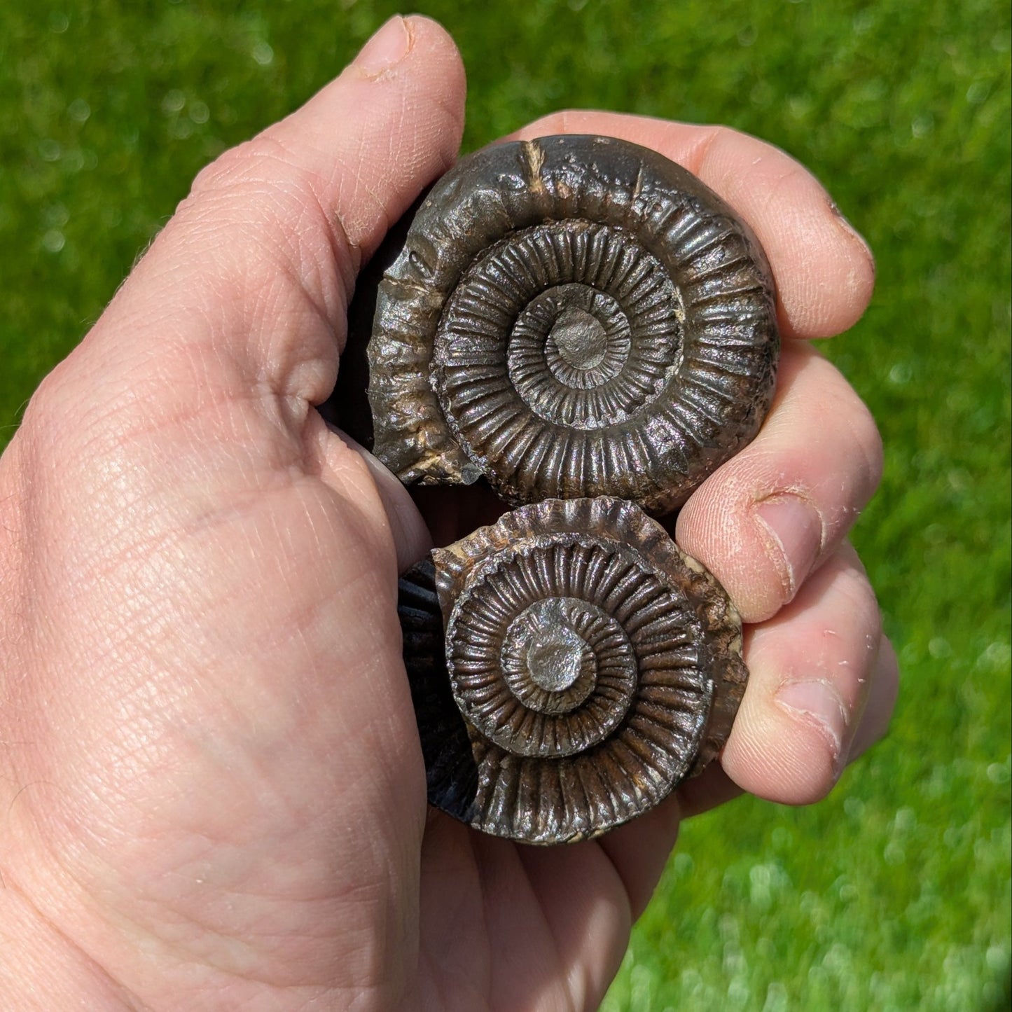 Ammonite split pair North Yorkshire fossils - North Yorkshire Fossils