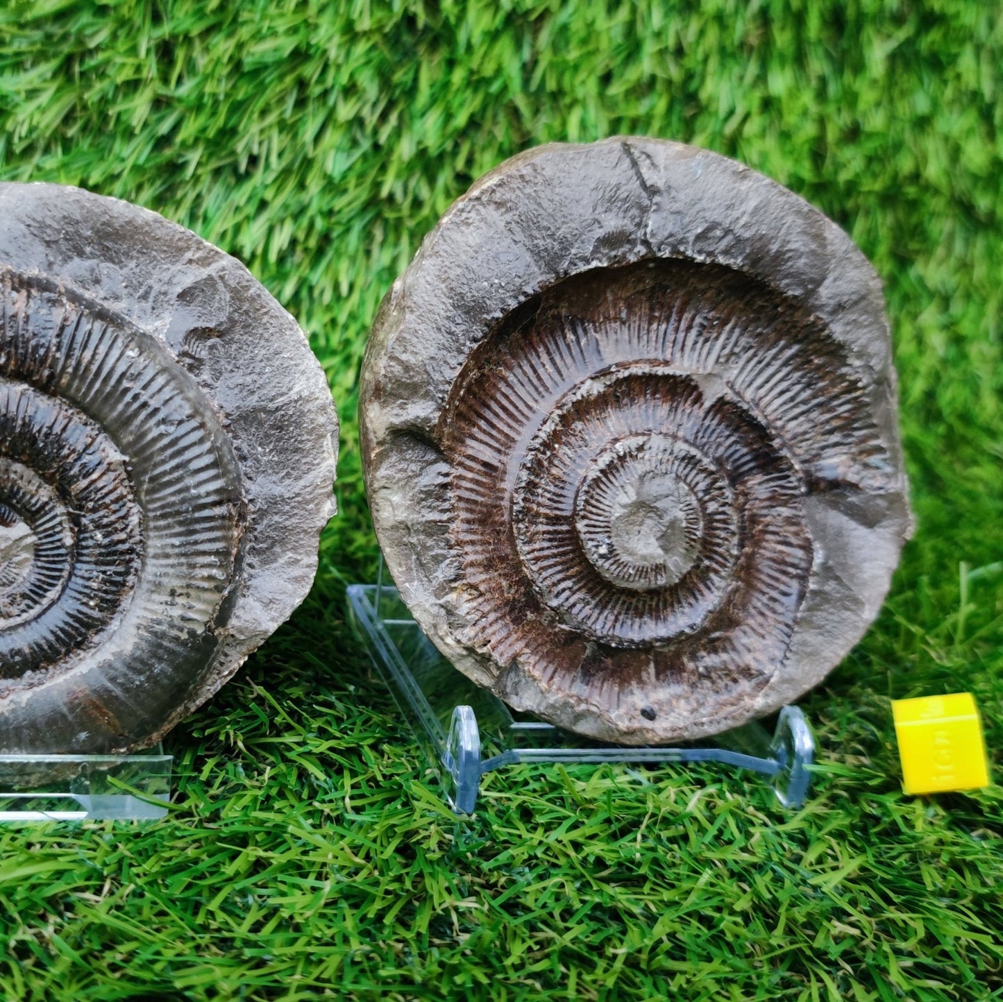Ammonite split pair positive and negative Yorkshire Jurassic coast - North Yorkshire Fossils