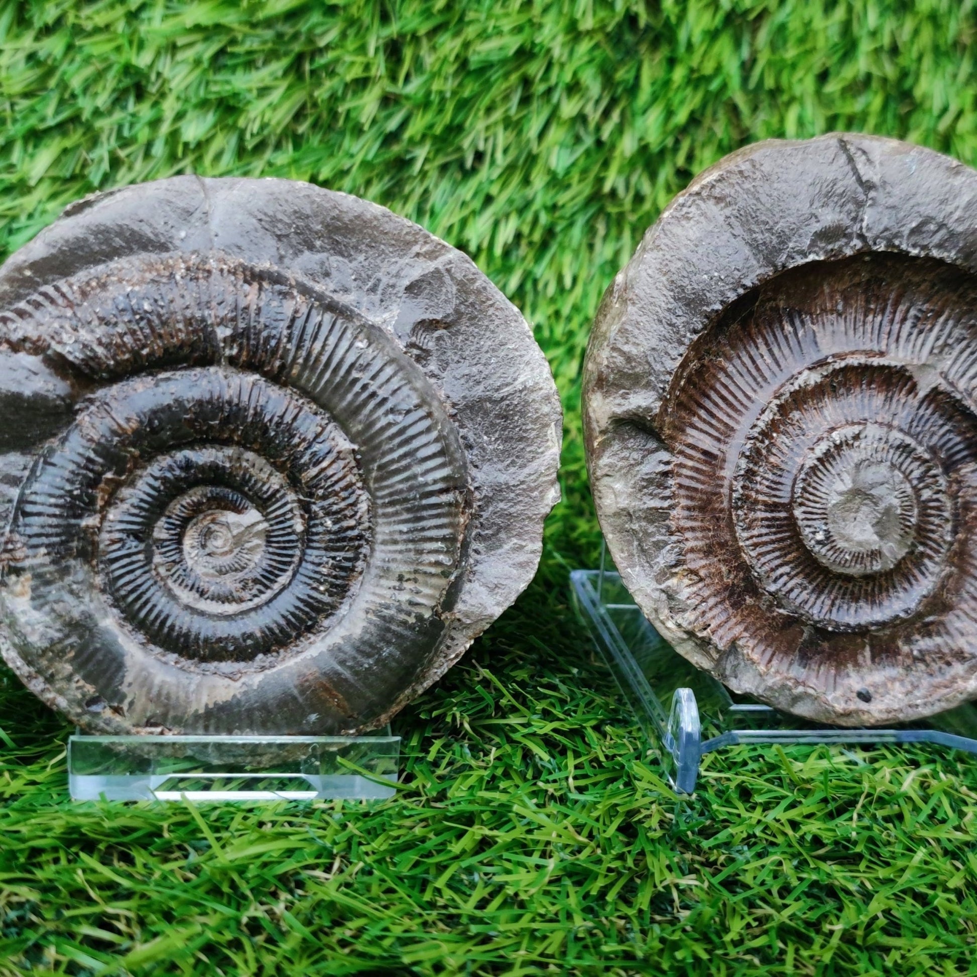 Ammonite split pair positive and negative Yorkshire Jurassic coast - North Yorkshire Fossils