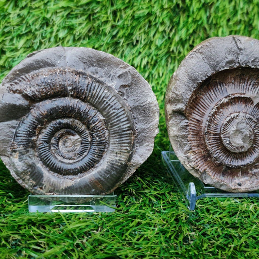 Ammonite split pair positive and negative Yorkshire Jurassic coast - North Yorkshire Fossils