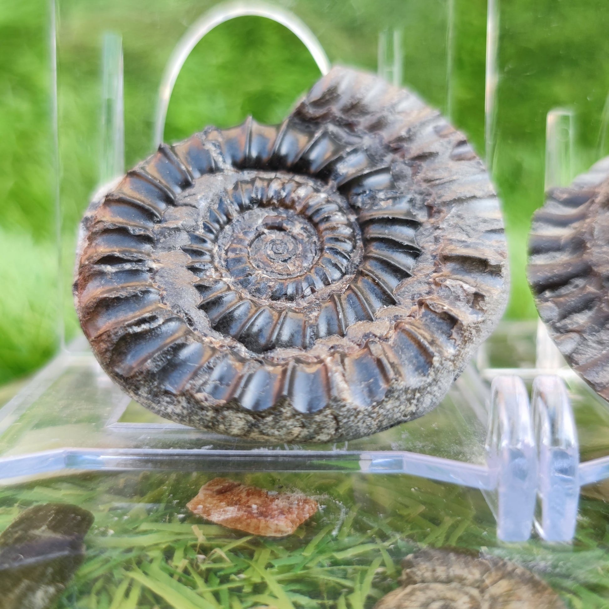 Arnioceras acuticarinatum ammonite fossil split pair - North Yorkshire Fossils
