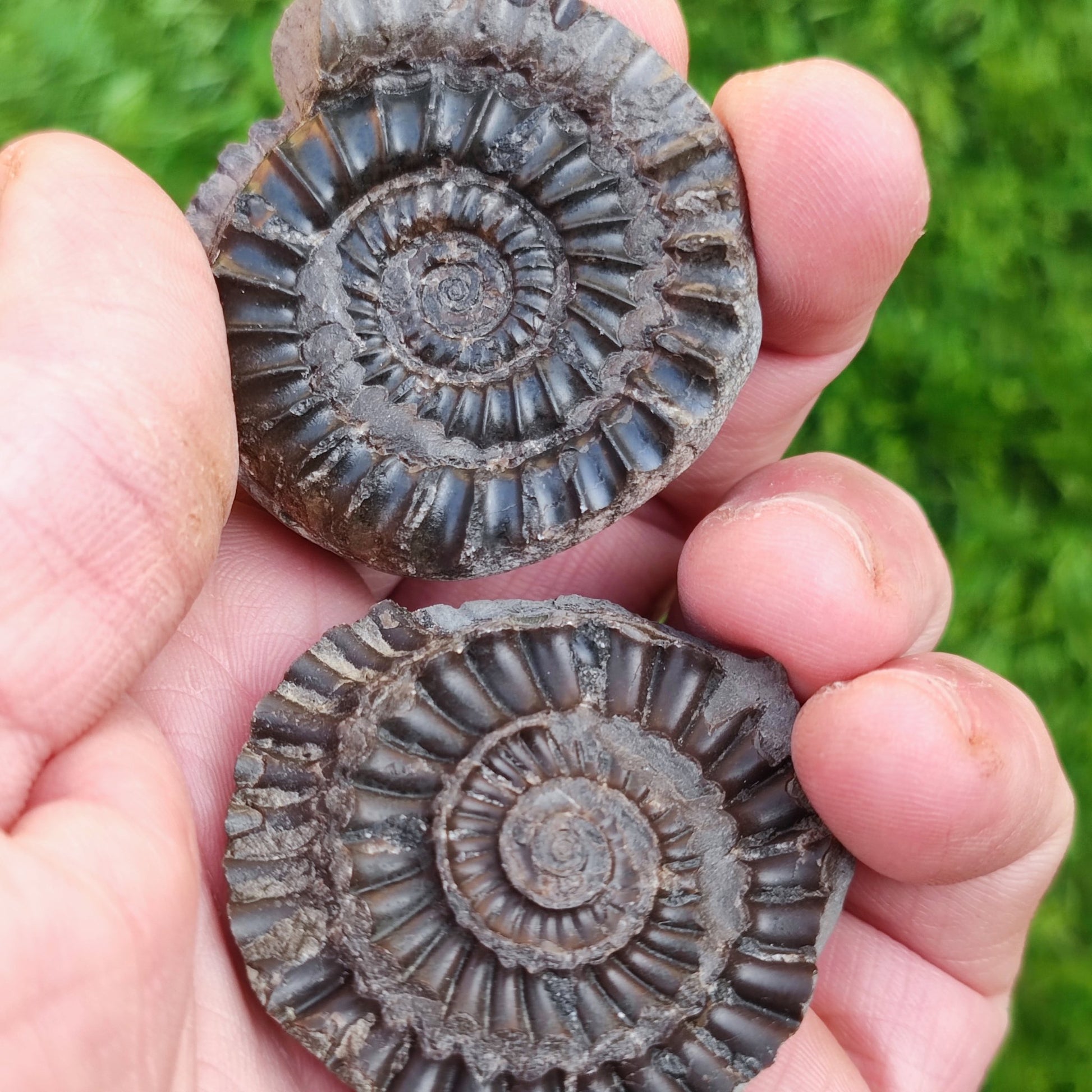 Arnioceras acuticarinatum ammonite fossil split pair - North Yorkshire Fossils