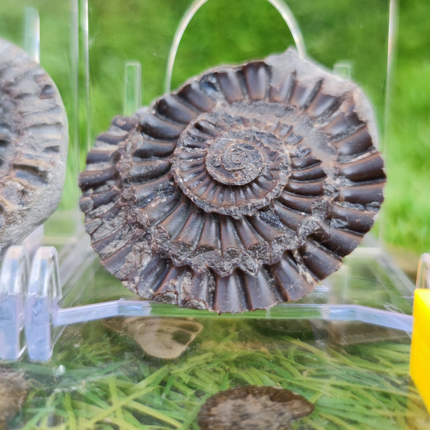 Arnioceras acuticarinatum ammonite fossil split pair - North Yorkshire Fossils