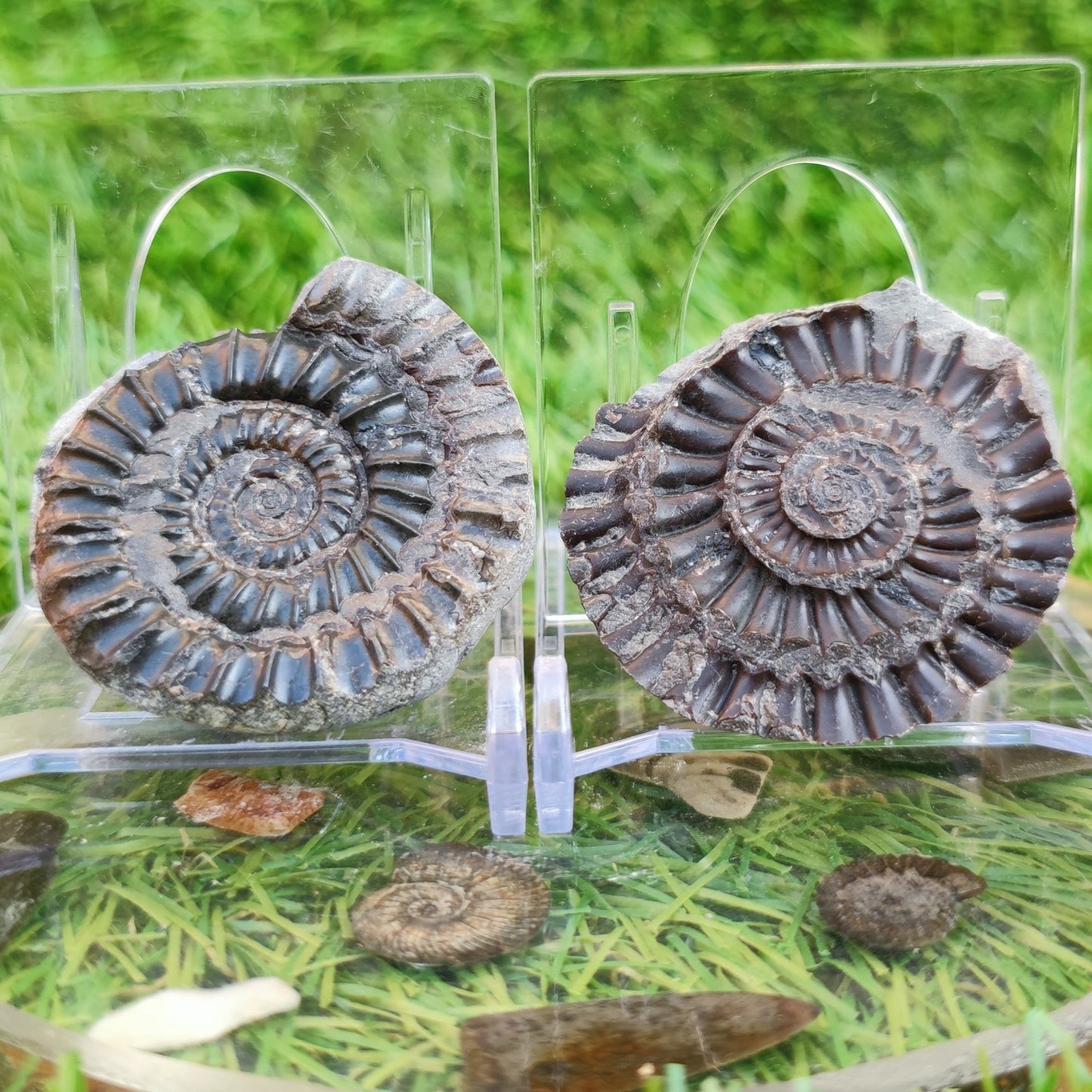 Arnioceras acuticarinatum ammonite fossil split pair - North Yorkshire Fossils