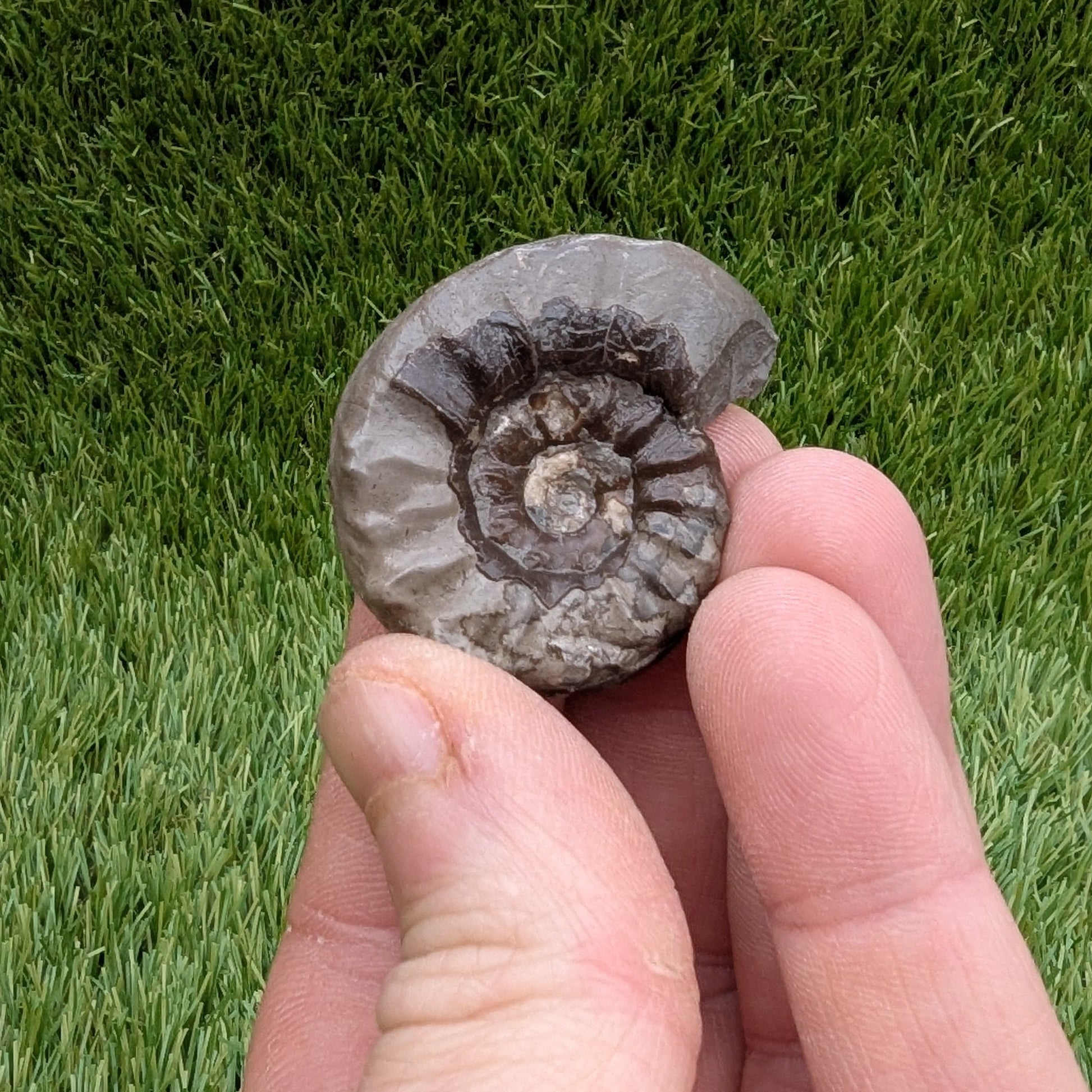 Arnioceras ammonite fossil 3D matrix free - North Yorkshire Fossils