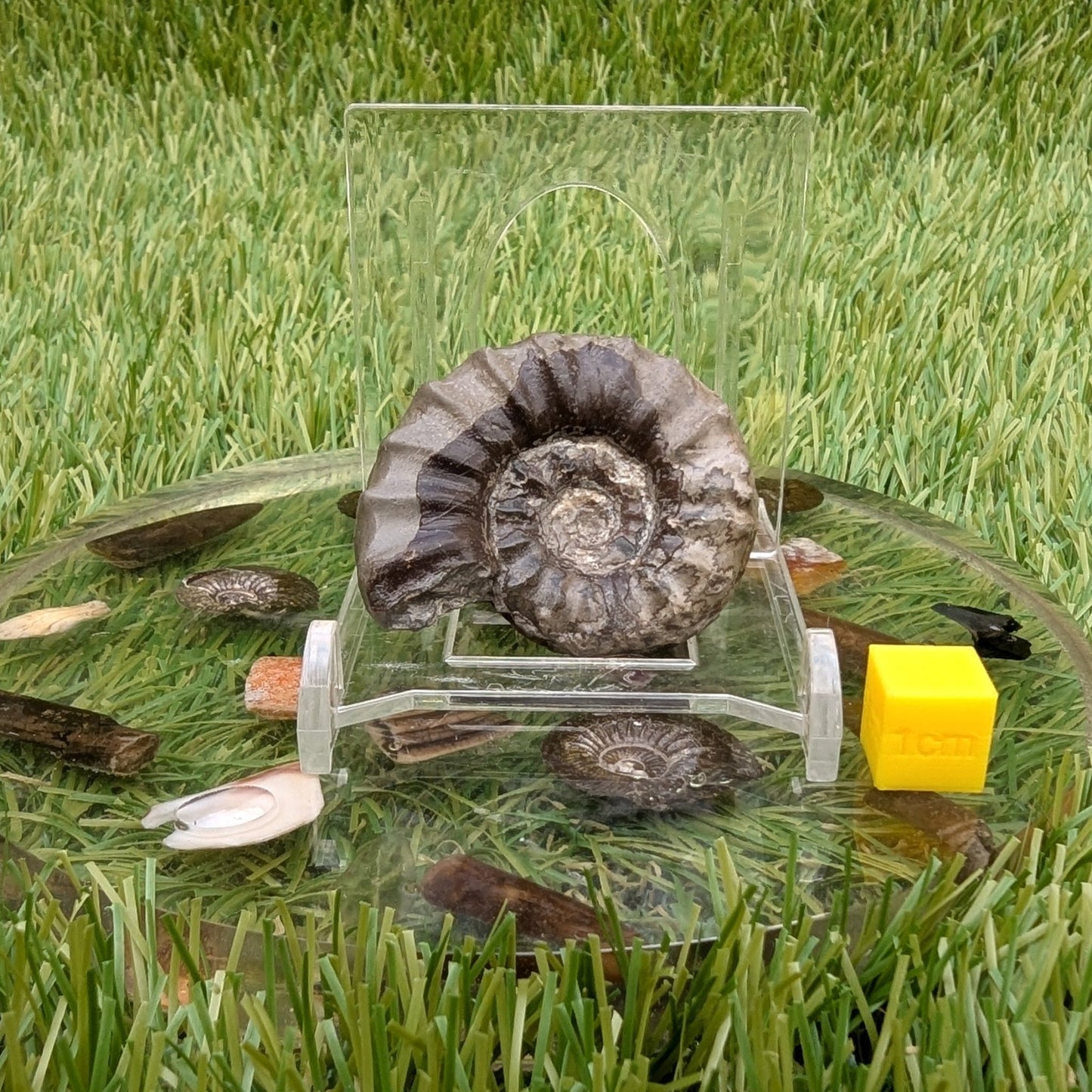 Arnioceras ammonite fossil 3D matrix free - North Yorkshire Fossils