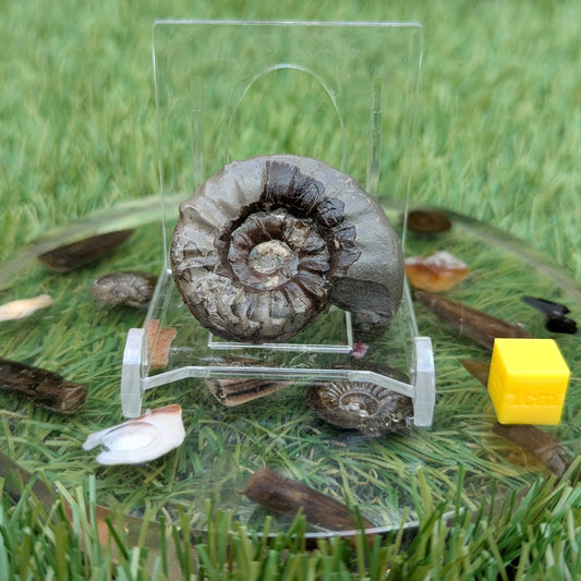 Arnioceras ammonite fossil 3D matrix free - North Yorkshire Fossils