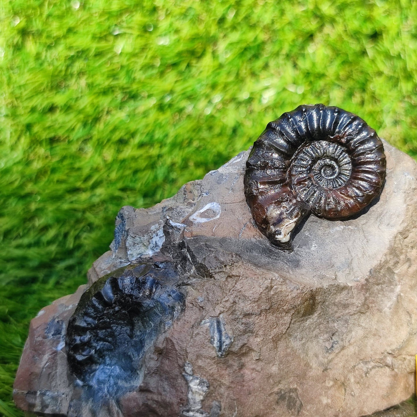 Arnioceras ammonite fossil block Holderness coast cut base - North Yorkshire Fossils