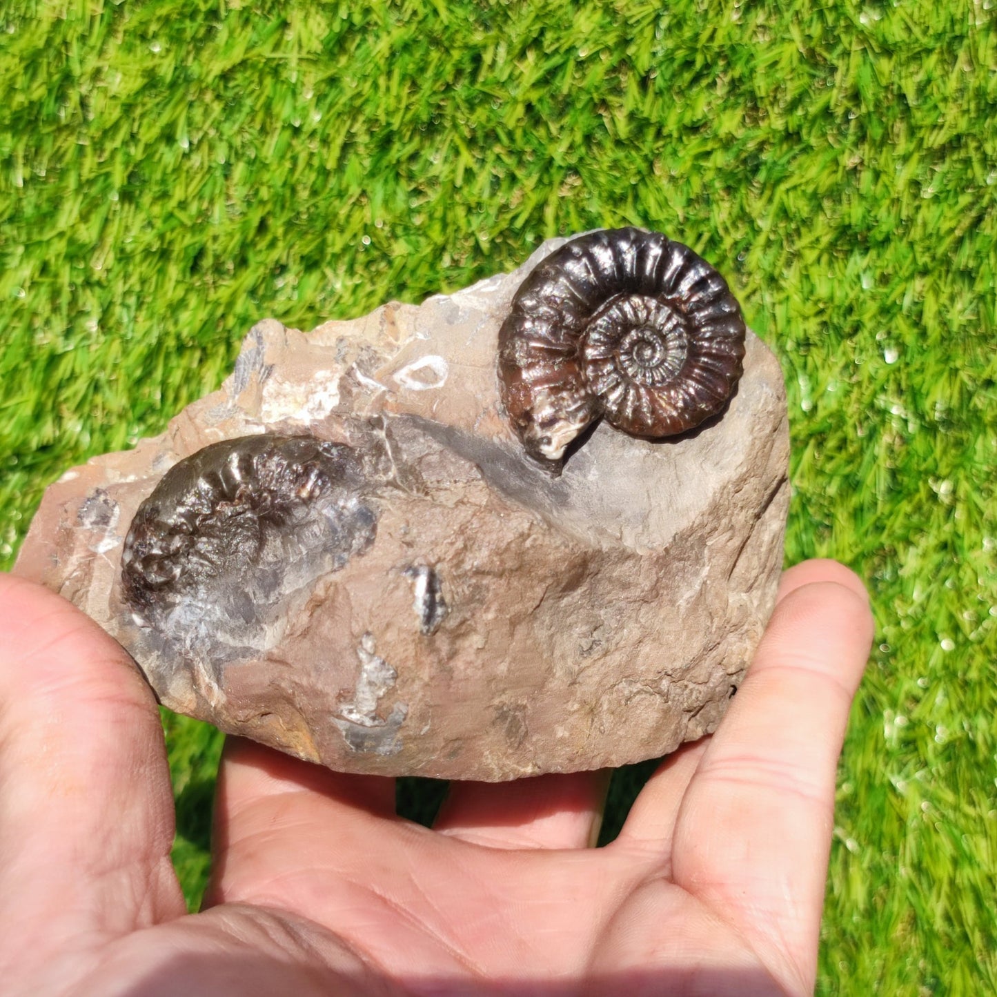 Arnioceras ammonite fossil block Holderness coast cut base - North Yorkshire Fossils