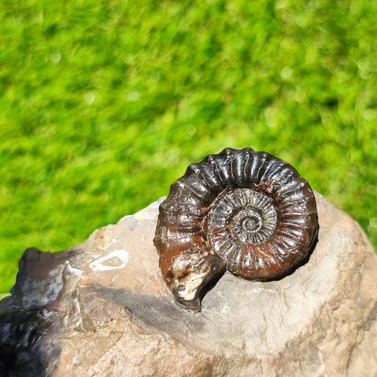 Arnioceras ammonite fossil block Holderness coast cut base - North Yorkshire Fossils