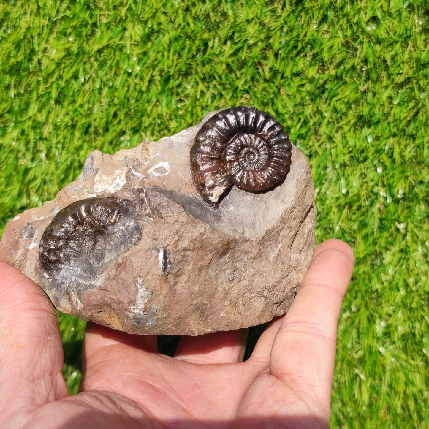 Arnioceras ammonite fossil block Holderness coast cut base - North Yorkshire Fossils