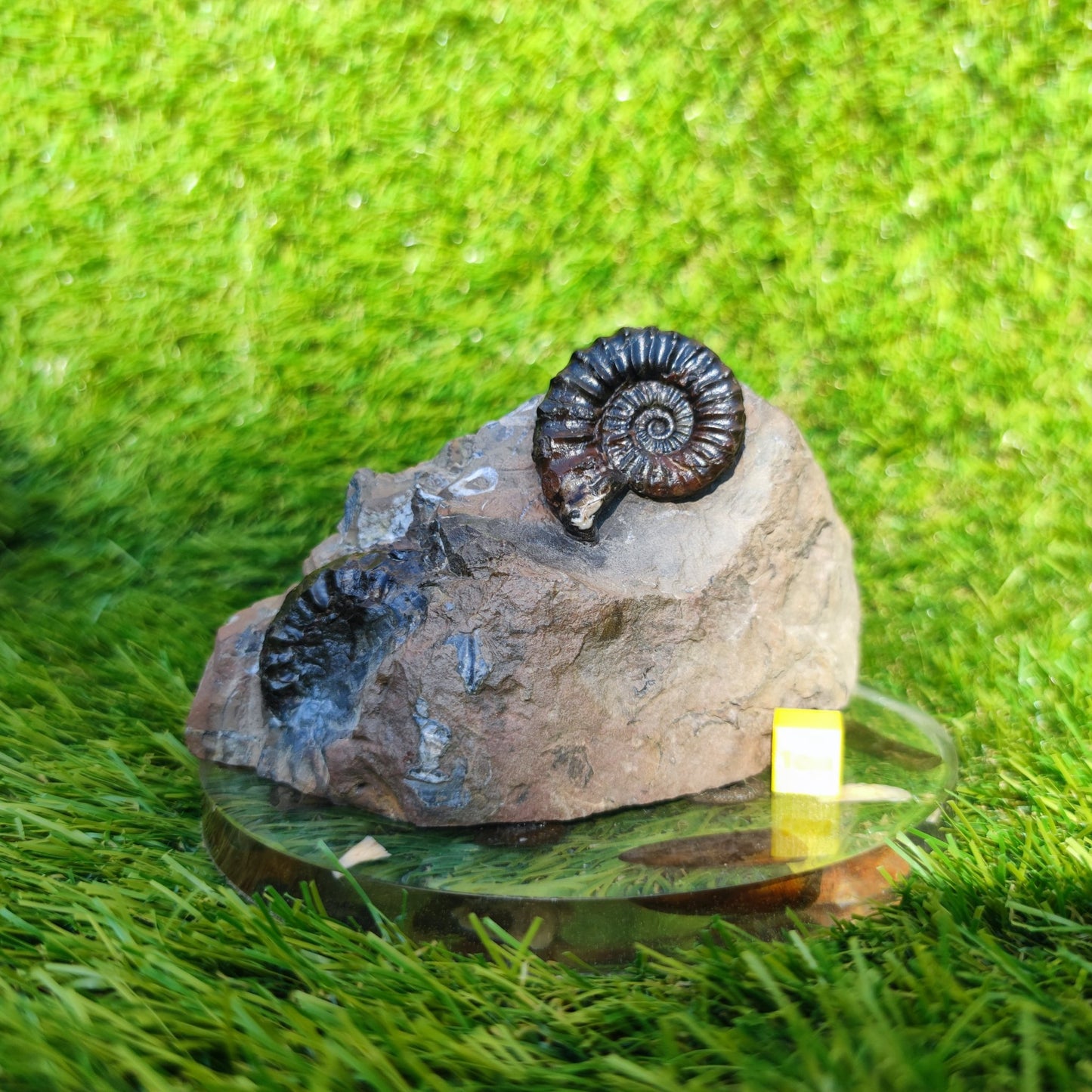 Arnioceras ammonite fossil block Holderness coast cut base - North Yorkshire Fossils