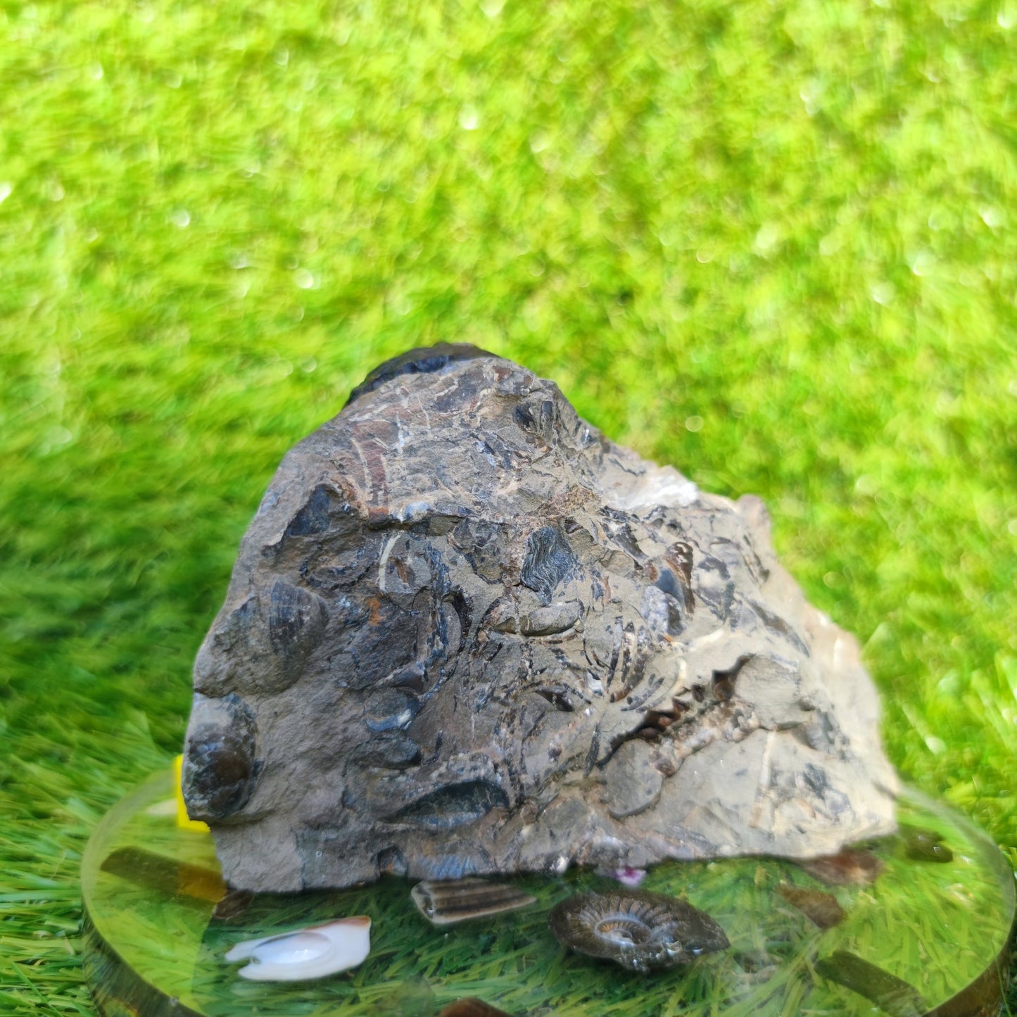 Arnioceras ammonite fossil block Holderness coast cut base - North Yorkshire Fossils