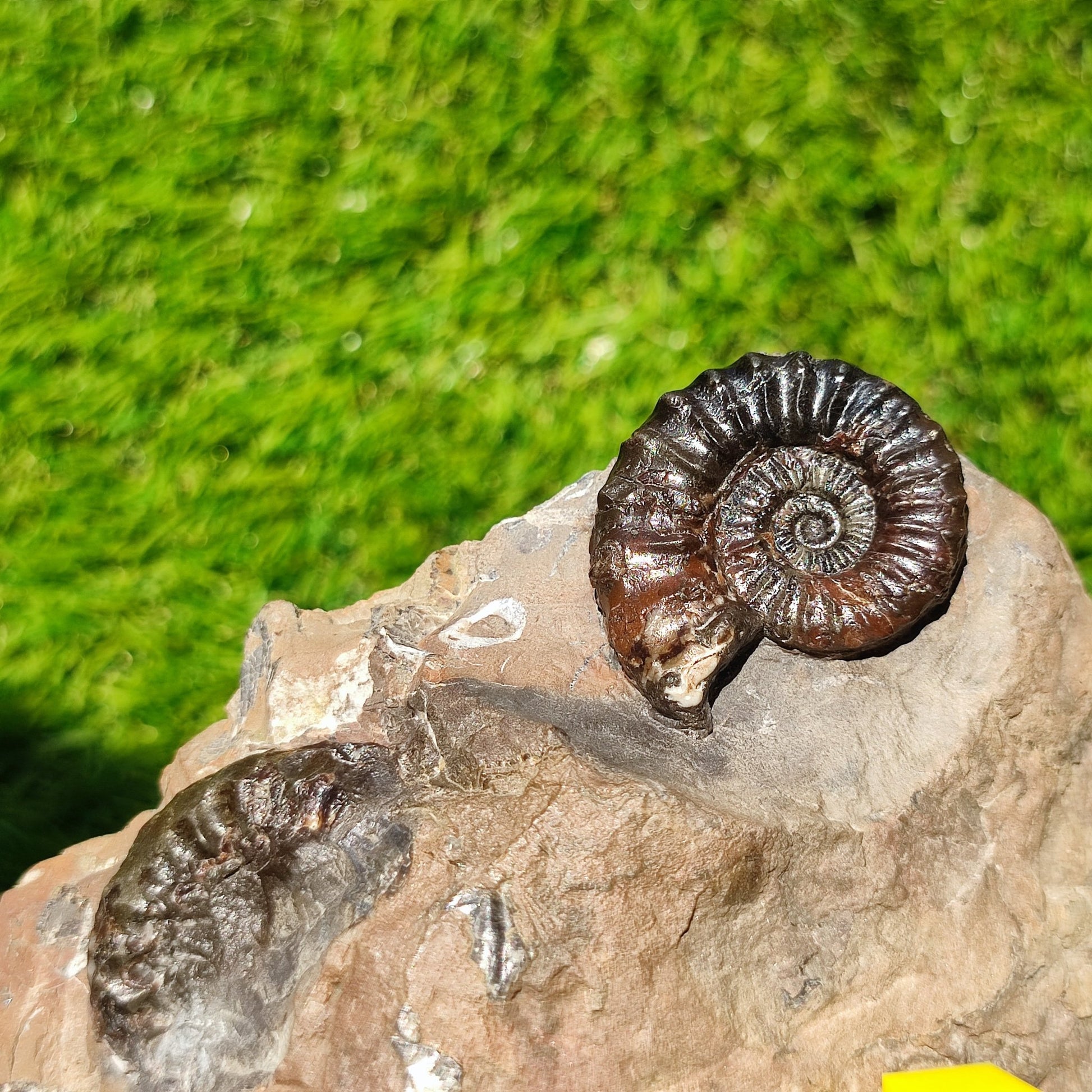 Arnioceras ammonite fossil block Holderness coast cut base - North Yorkshire Fossils