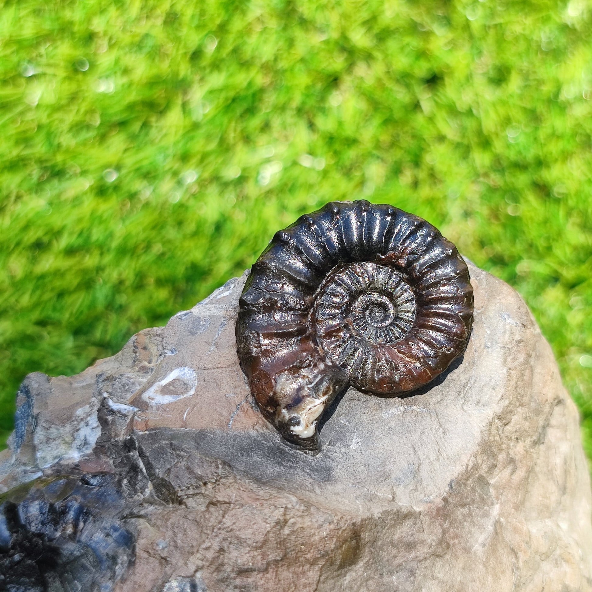 Arnioceras ammonite fossil block Holderness coast cut base - North Yorkshire Fossils