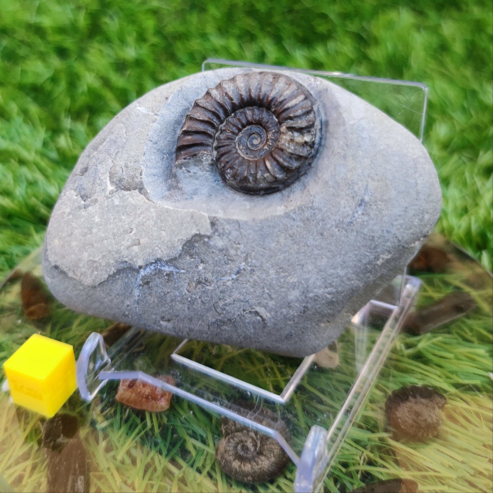 Arnioceras ammonite fossil North Yorkshire fossils - North Yorkshire Fossils
