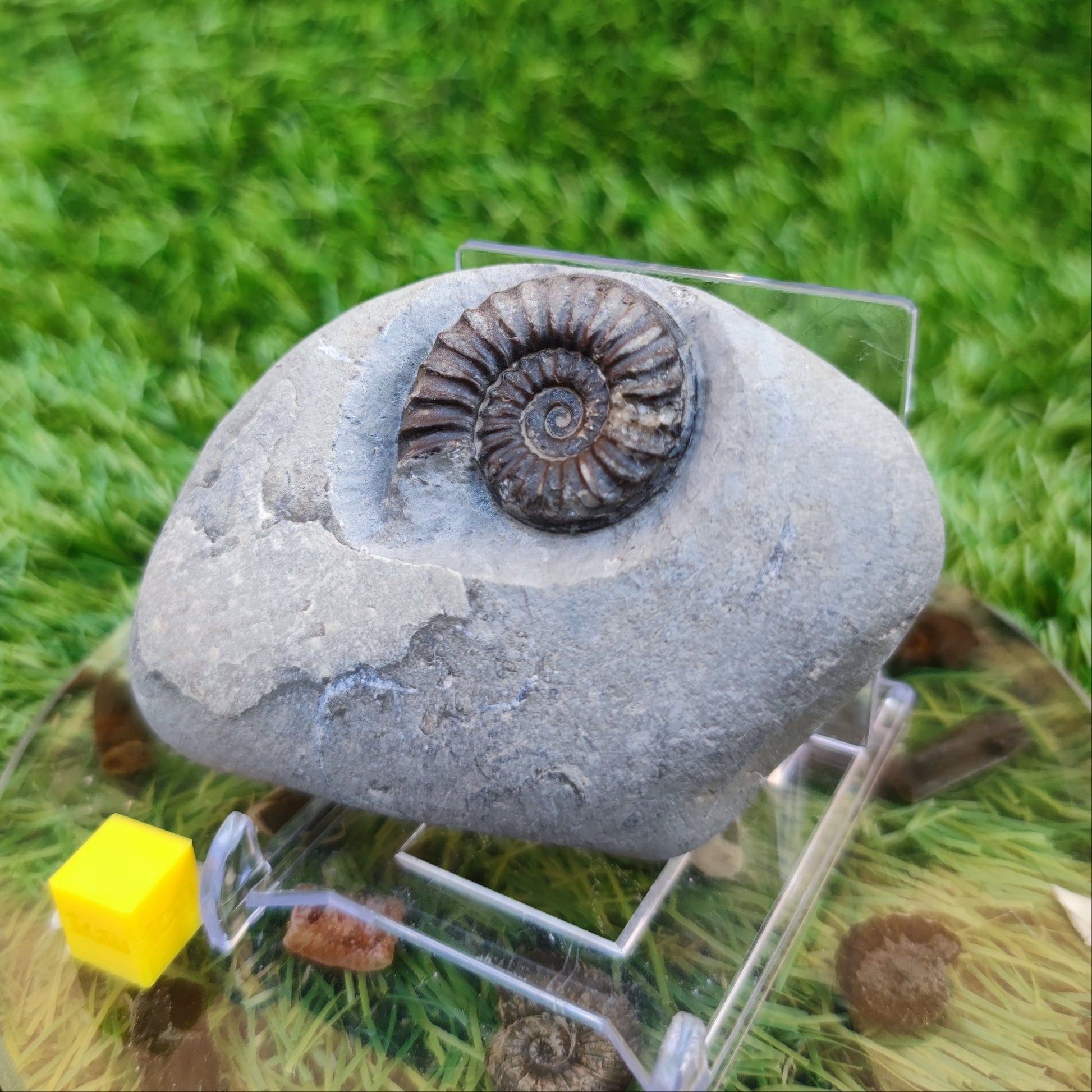 Arnioceras ammonite fossil North Yorkshire fossils - North Yorkshire Fossils