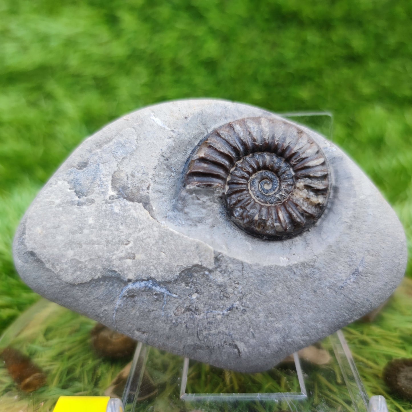 Arnioceras ammonite fossil North Yorkshire fossils - North Yorkshire Fossils