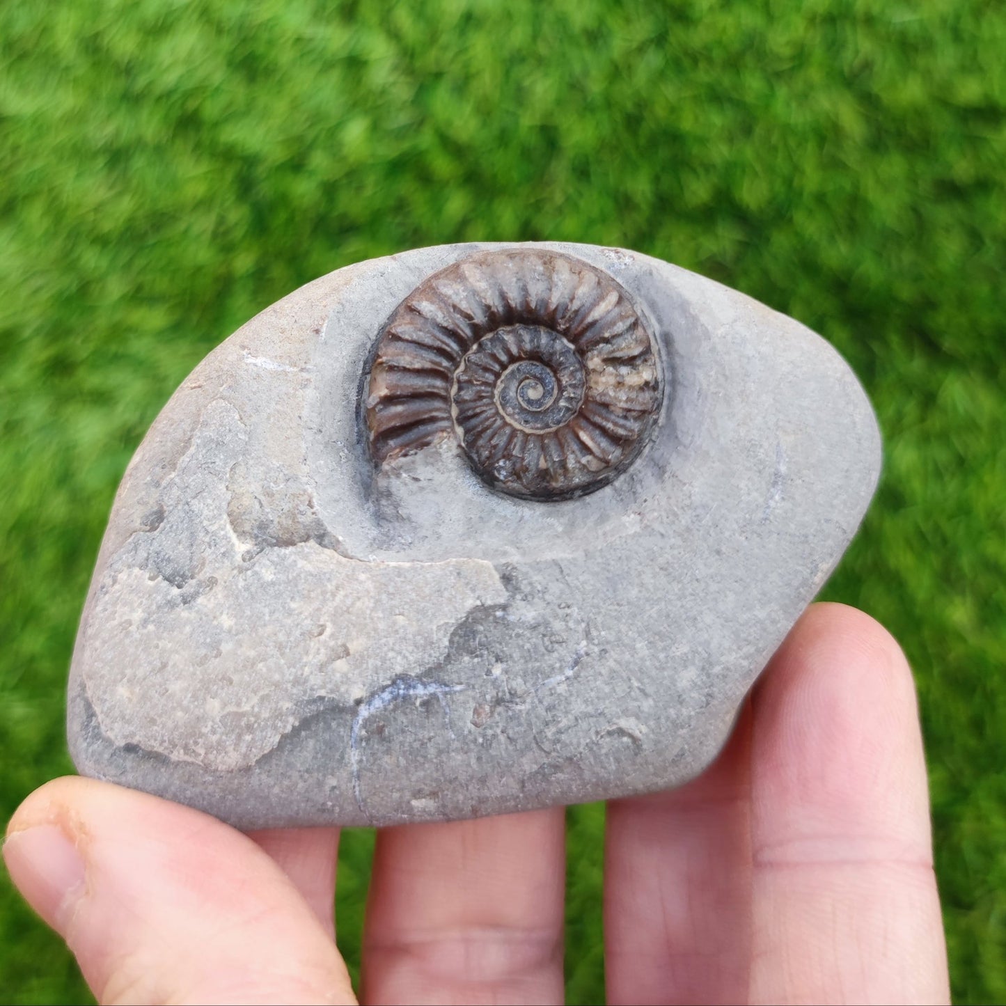 Arnioceras ammonite fossil North Yorkshire fossils - North Yorkshire Fossils