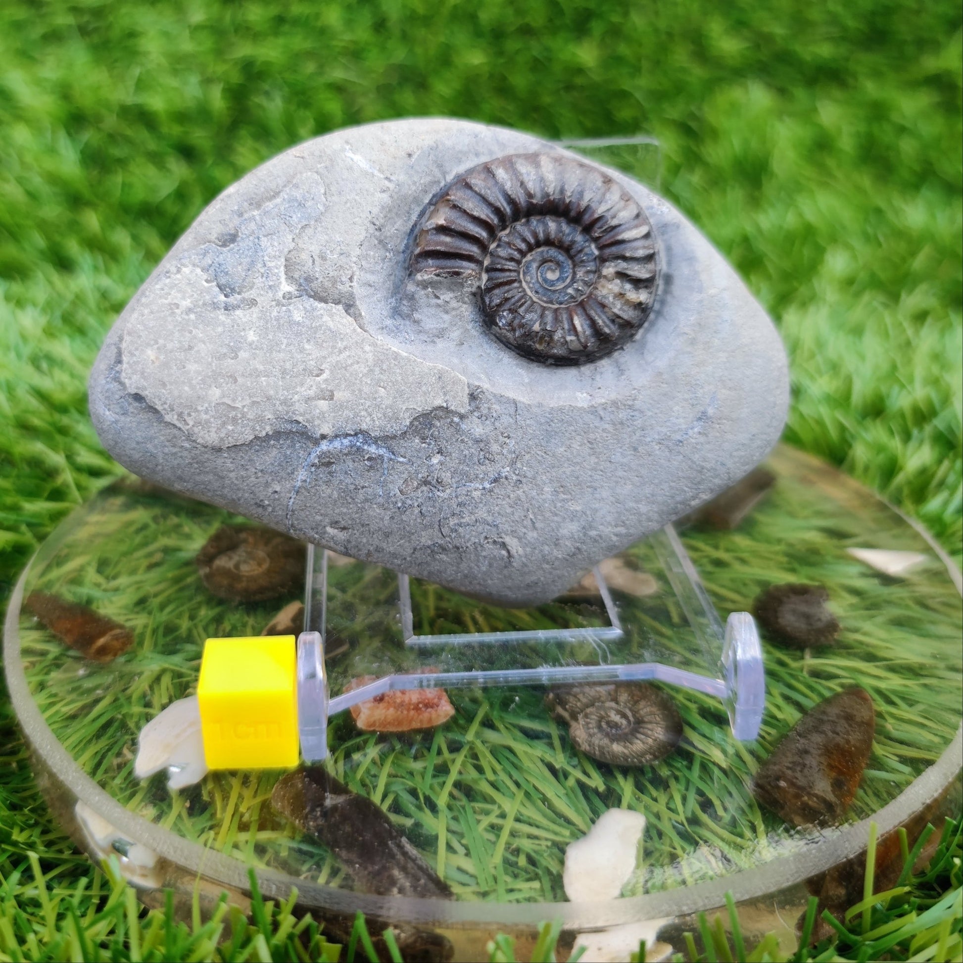 Arnioceras ammonite fossil North Yorkshire fossils - North Yorkshire Fossils