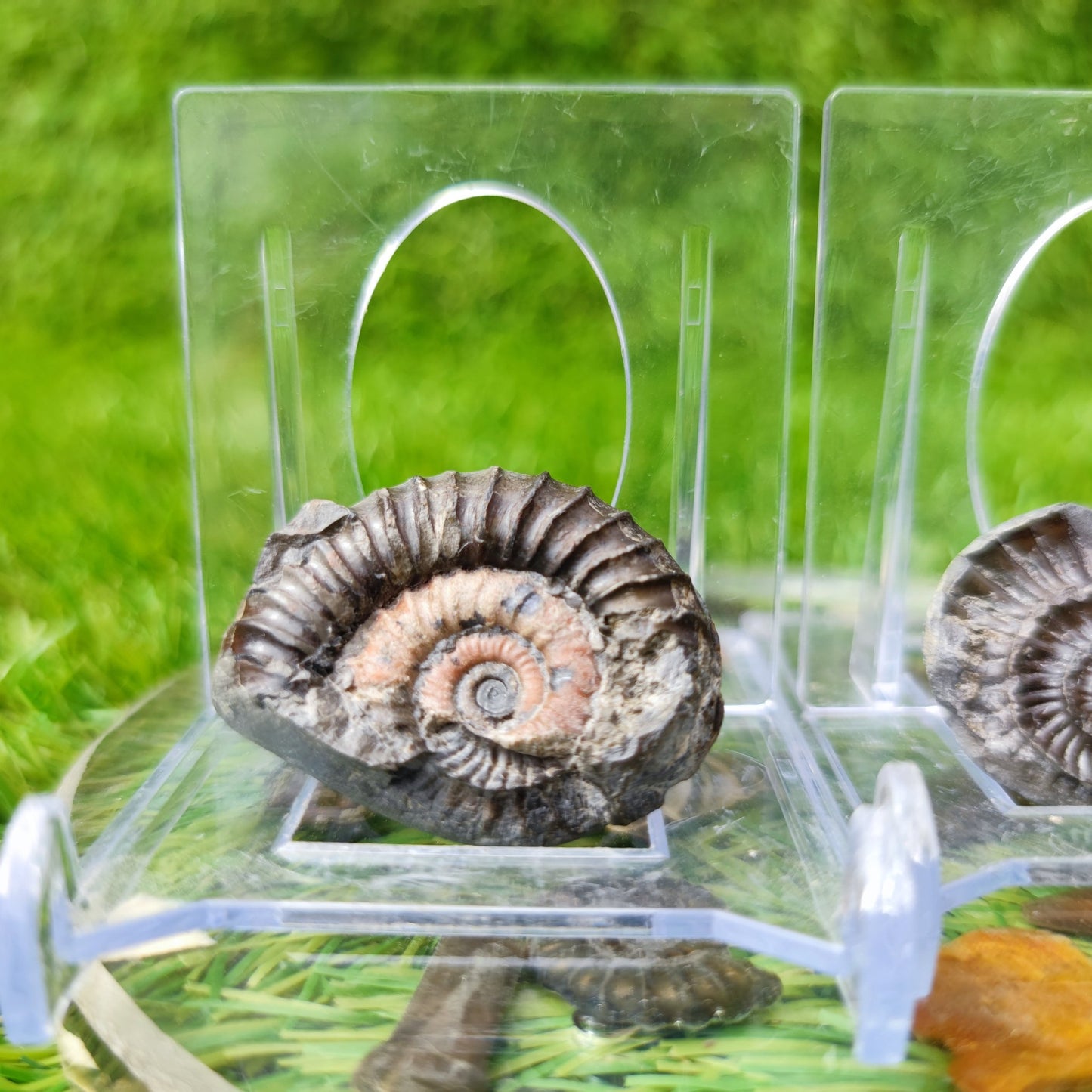 Arnioceras ammonite fossil North Yorkshire UK - North Yorkshire Fossils