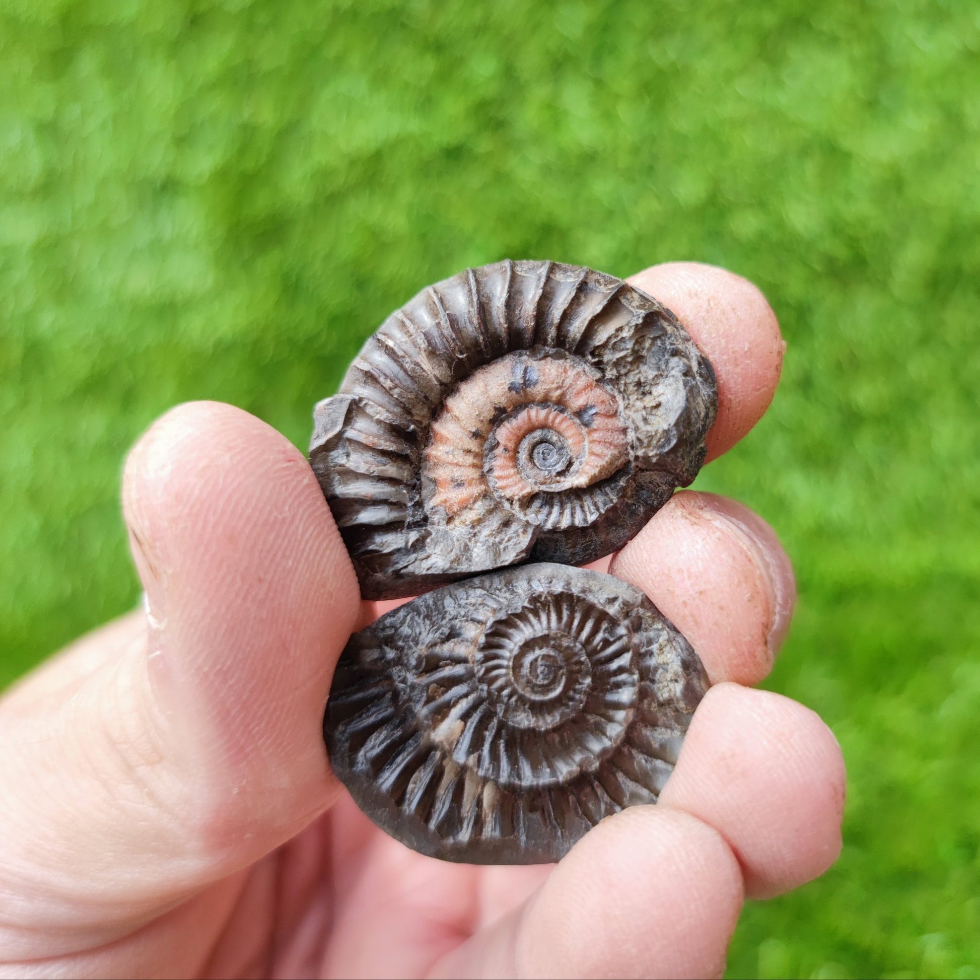Arnioceras ammonite fossil North Yorkshire UK - North Yorkshire Fossils