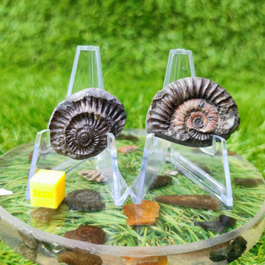Arnioceras ammonite fossil North Yorkshire UK - North Yorkshire Fossils
