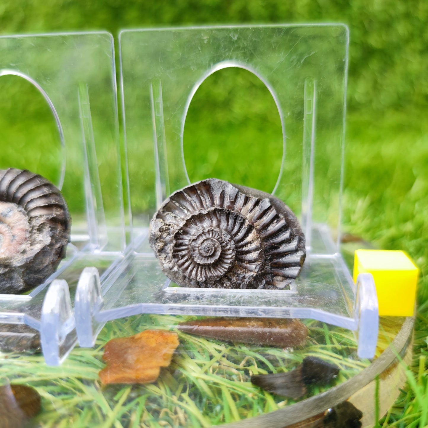 Arnioceras ammonite fossil North Yorkshire UK - North Yorkshire Fossils
