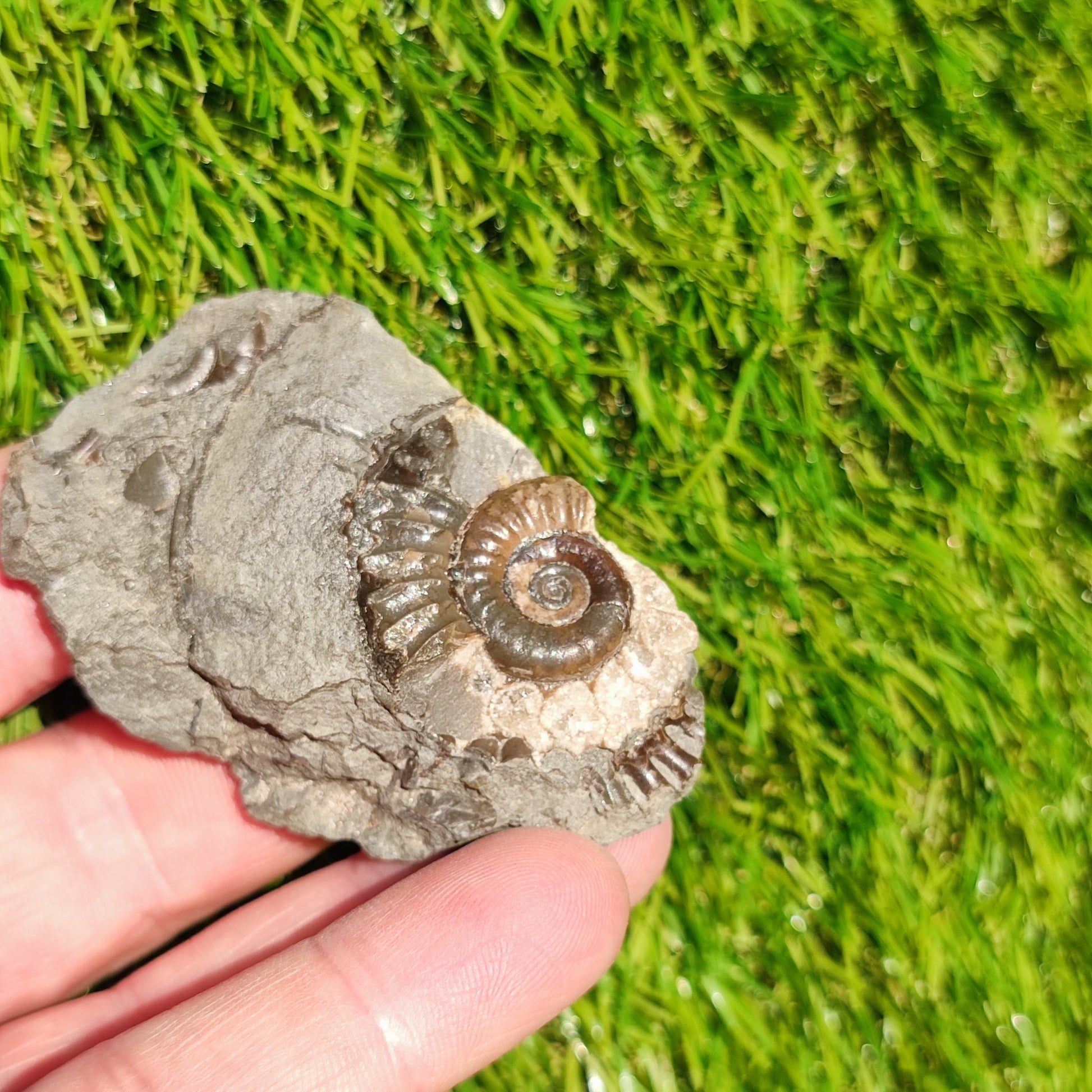 Arnioceras ammonite Holderness coast Yorkshire - North Yorkshire Fossils