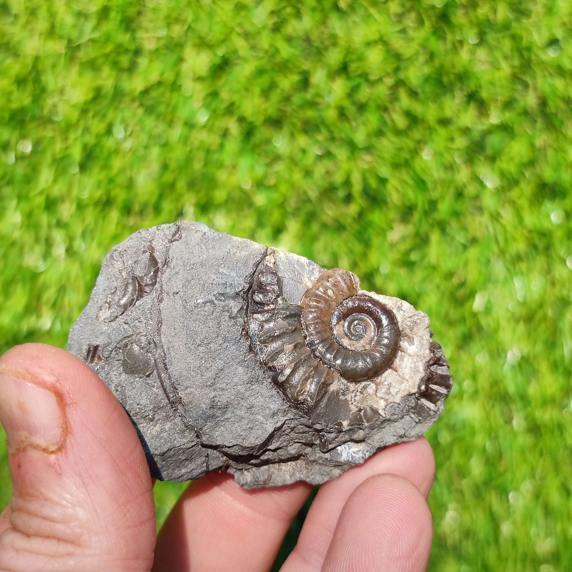 Arnioceras ammonite Holderness coast Yorkshire - North Yorkshire Fossils