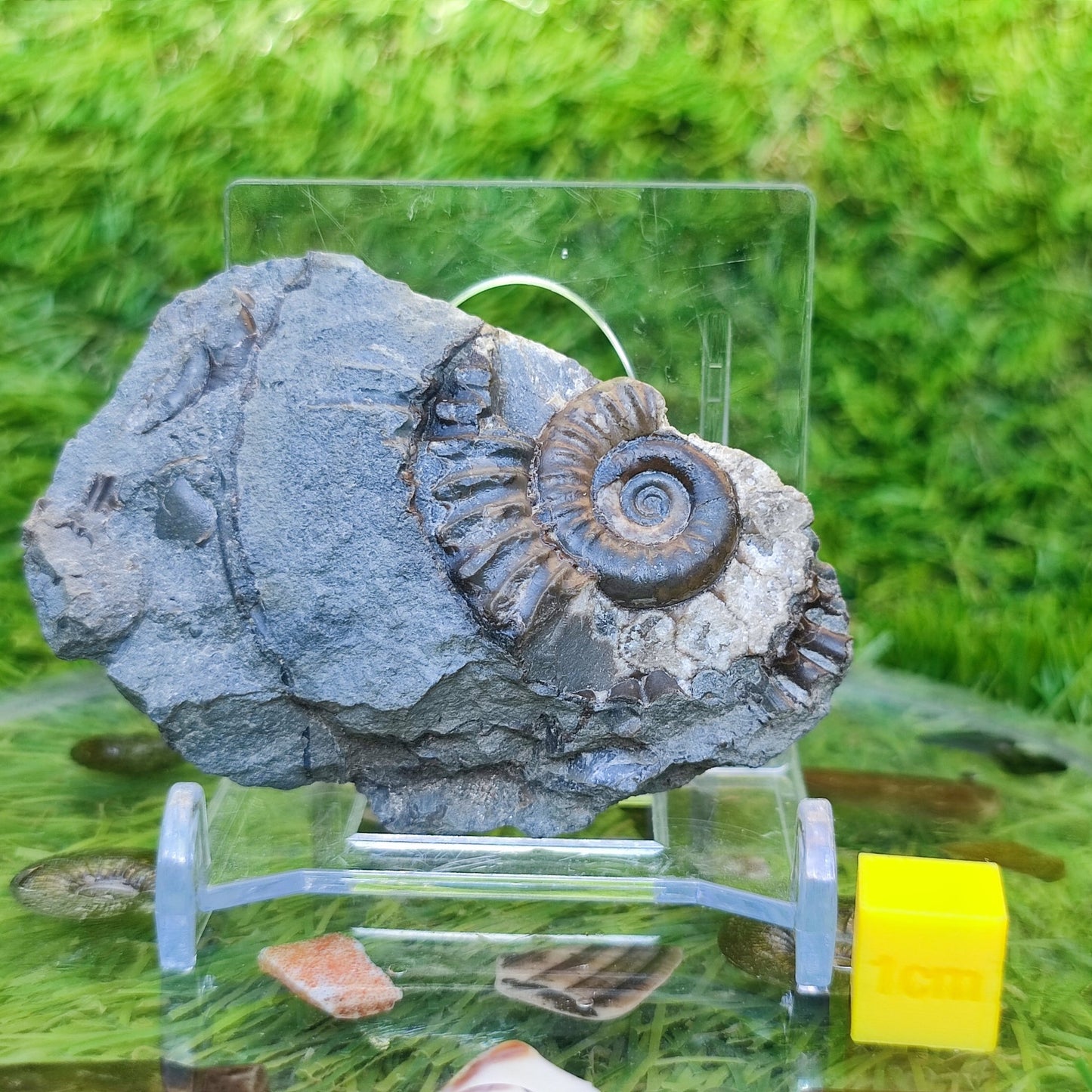 Arnioceras ammonite Holderness coast Yorkshire - North Yorkshire Fossils