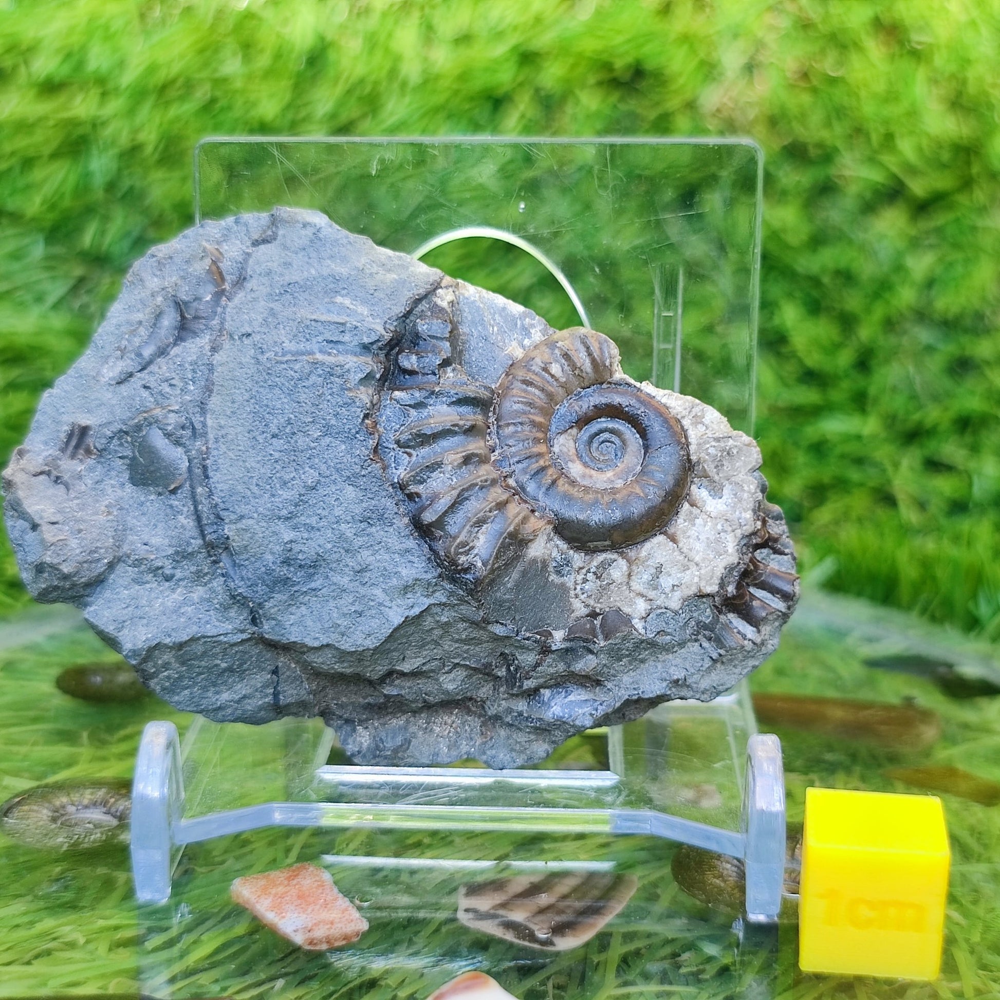 Arnioceras ammonite Holderness coast Yorkshire - North Yorkshire Fossils