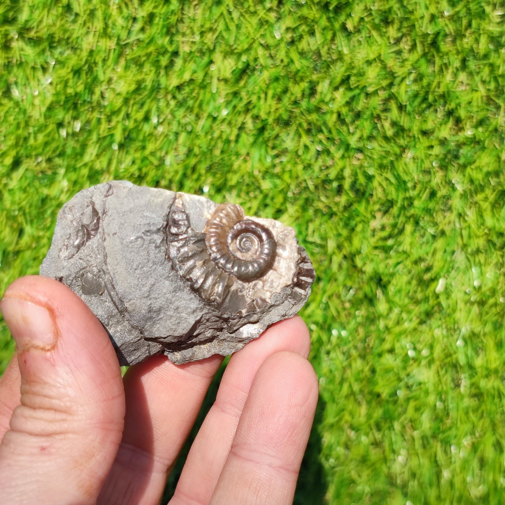 Arnioceras ammonite Holderness coast Yorkshire - North Yorkshire Fossils