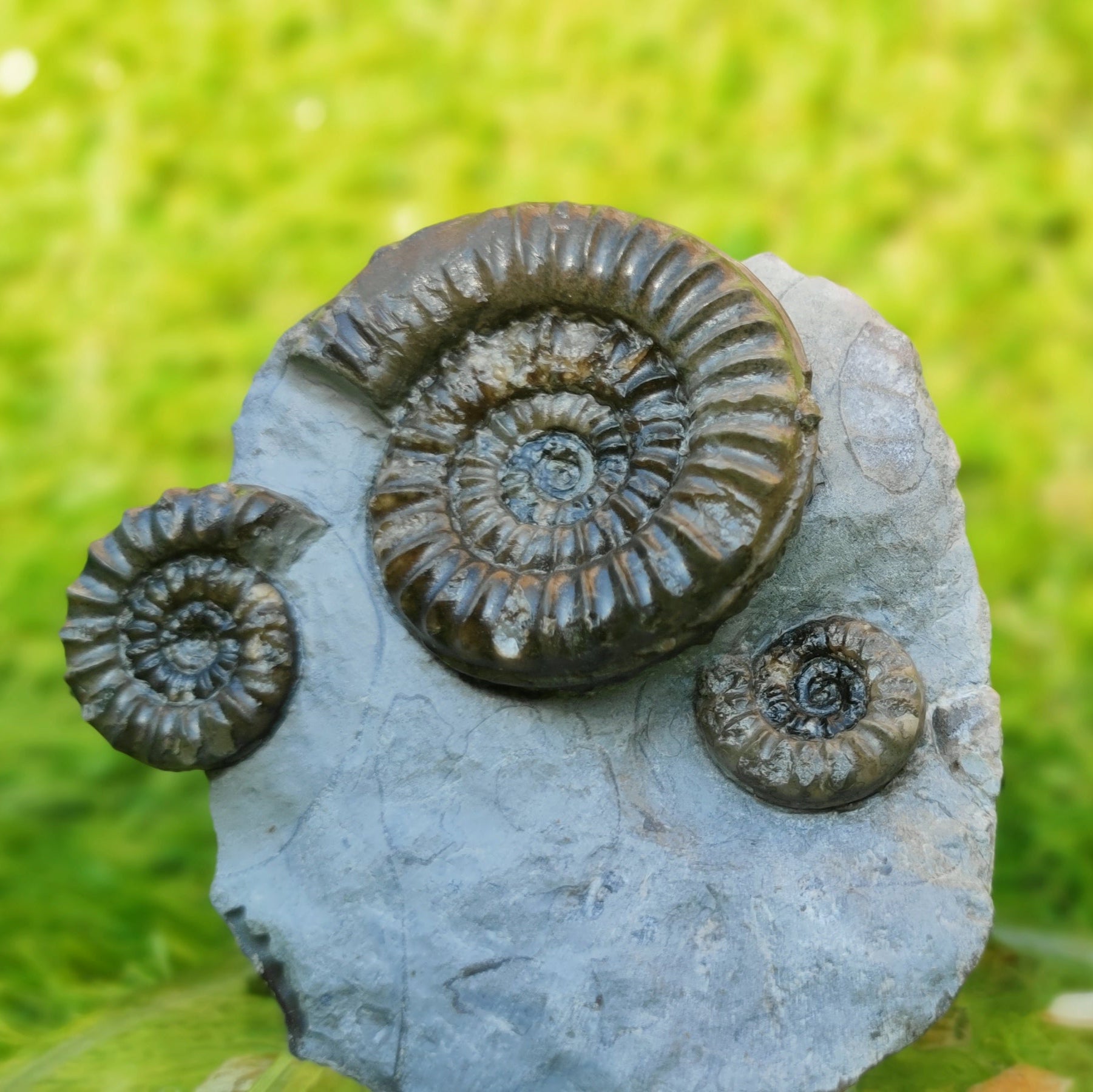 Arnioceras ammonite multi block Robin Hoods bay Yorkshire - North Yorkshire Fossils