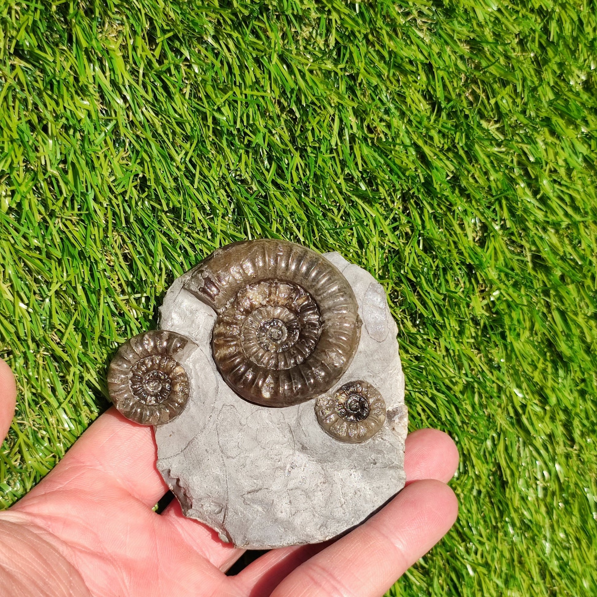 Arnioceras ammonite multi block Robin Hoods bay Yorkshire - North Yorkshire Fossils