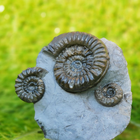 Arnioceras ammonite multi block Robin Hoods bay Yorkshire - North Yorkshire Fossils