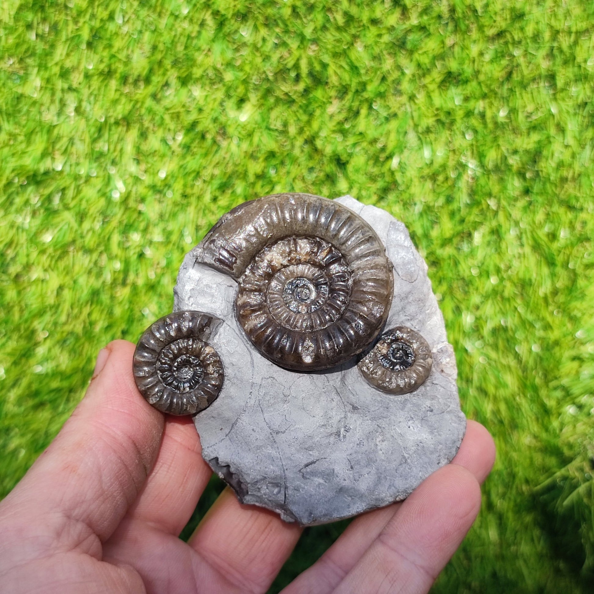 Arnioceras ammonite multi block Robin Hoods bay Yorkshire - North Yorkshire Fossils
