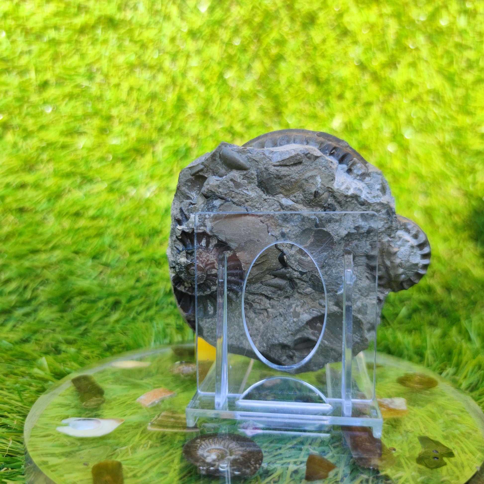 Arnioceras ammonite multi block Robin Hoods bay Yorkshire - North Yorkshire Fossils