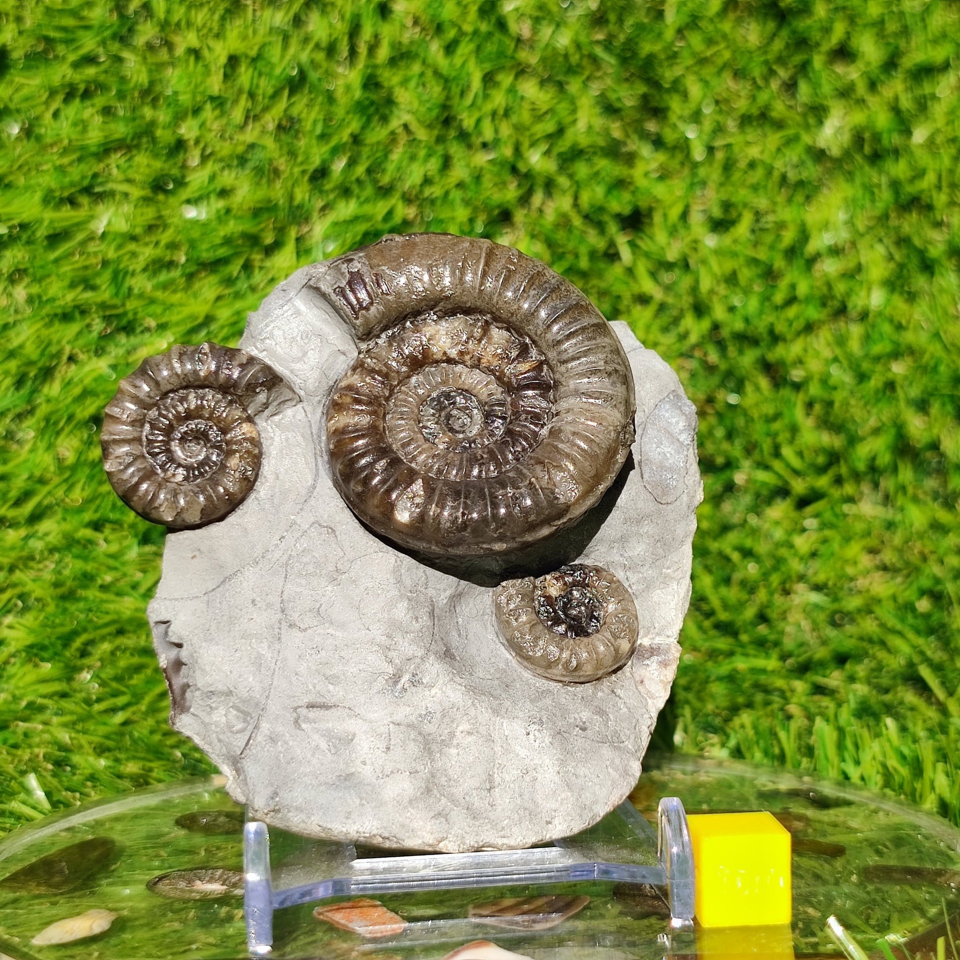 Arnioceras ammonite multi block Robin Hoods bay Yorkshire - North Yorkshire Fossils