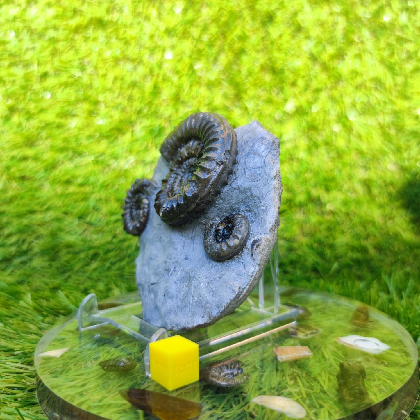 Arnioceras ammonite multi block Robin Hoods bay Yorkshire - North Yorkshire Fossils