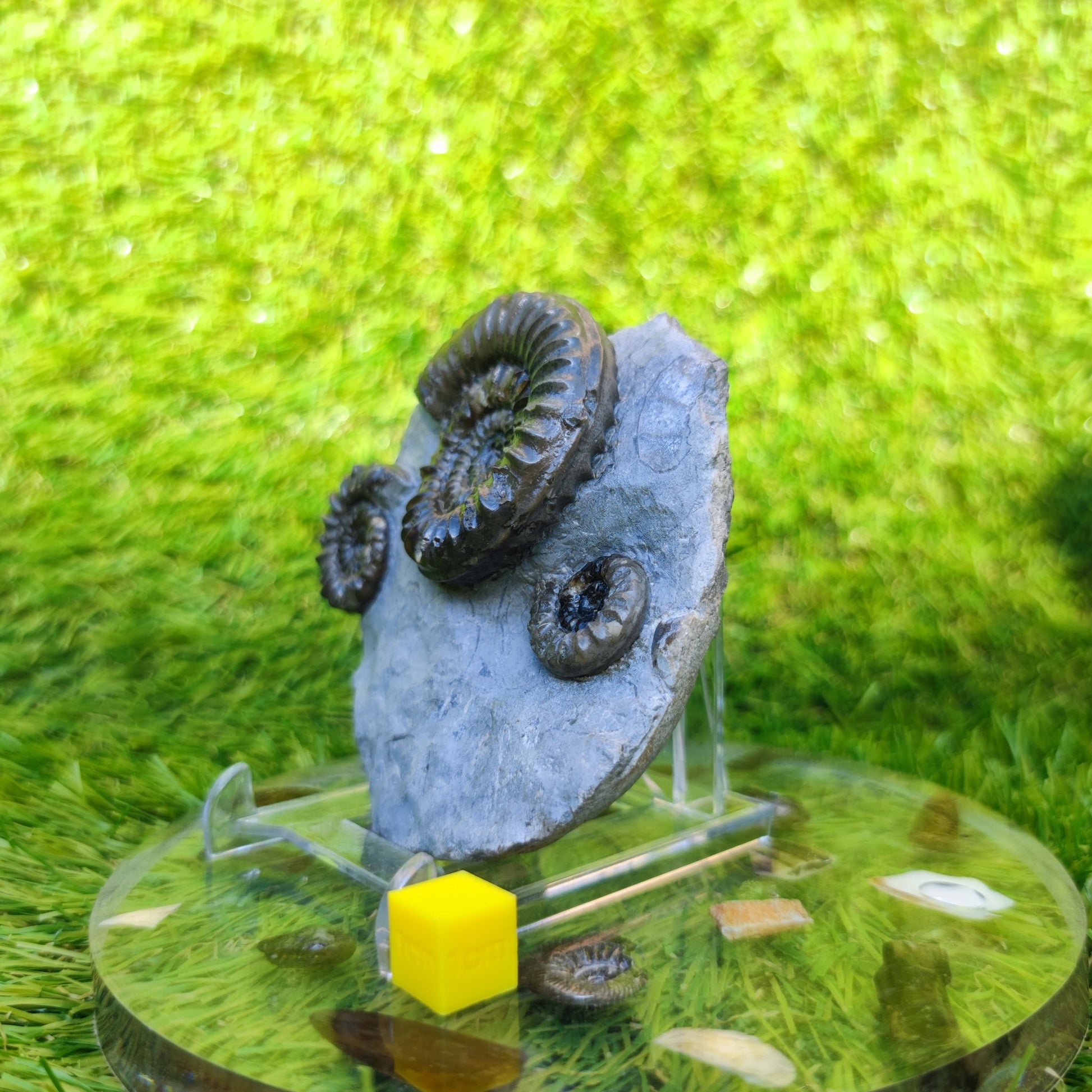 Arnioceras ammonite multi block Robin Hoods bay Yorkshire - North Yorkshire Fossils