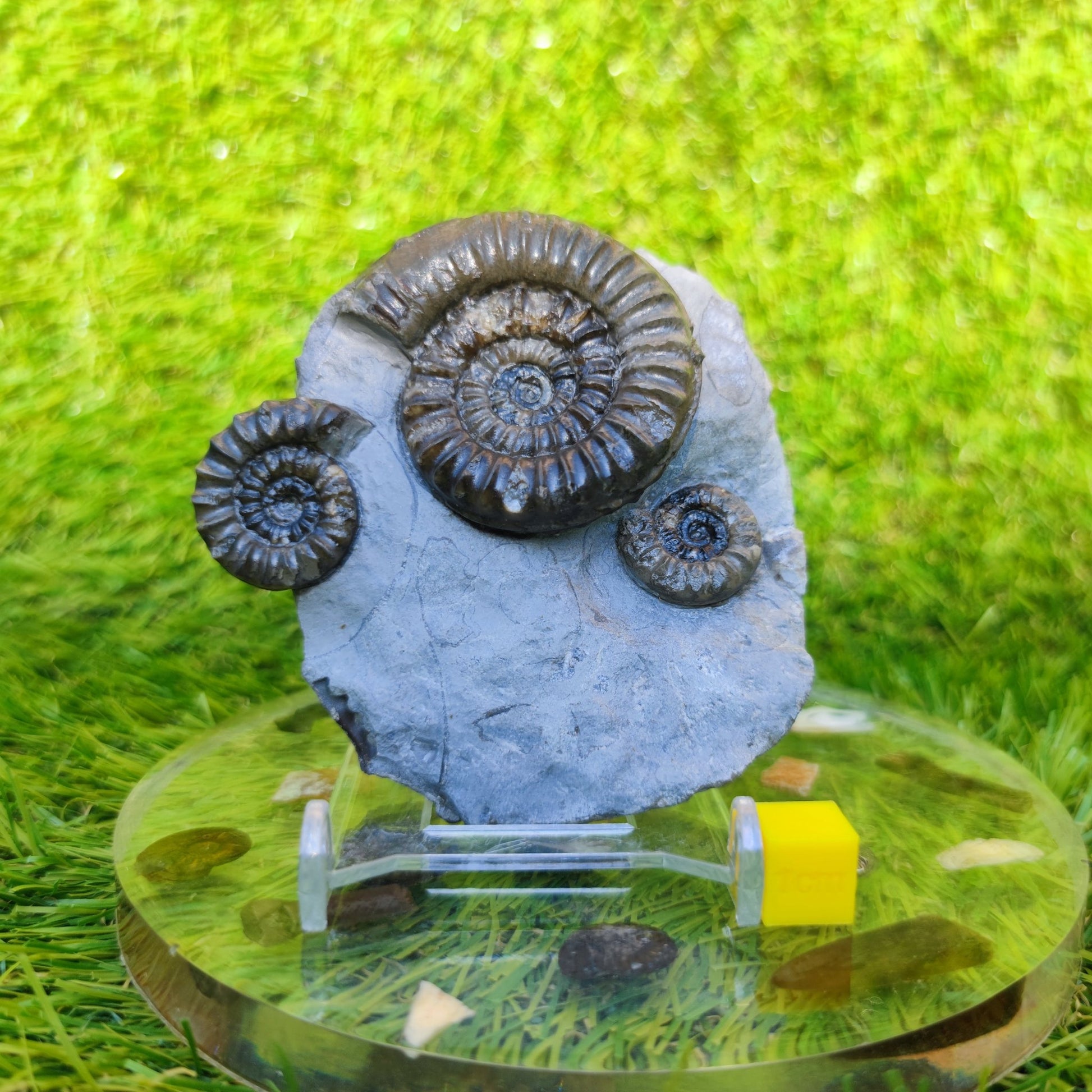 Arnioceras ammonite multi block Robin Hoods bay Yorkshire - North Yorkshire Fossils