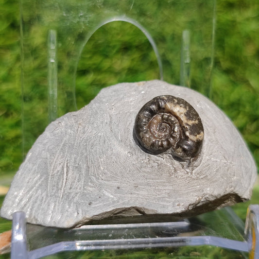 Arnioceras lower lias ammonite fossil - North Yorkshire Fossils