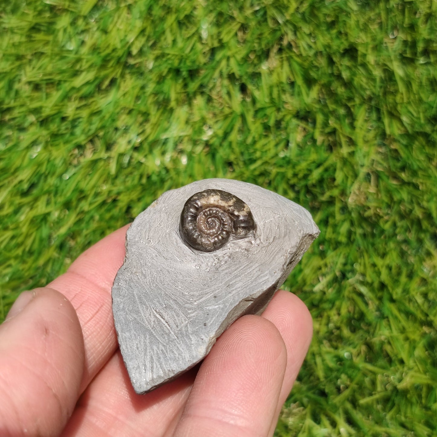 Arnioceras lower lias ammonite fossil - North Yorkshire Fossils