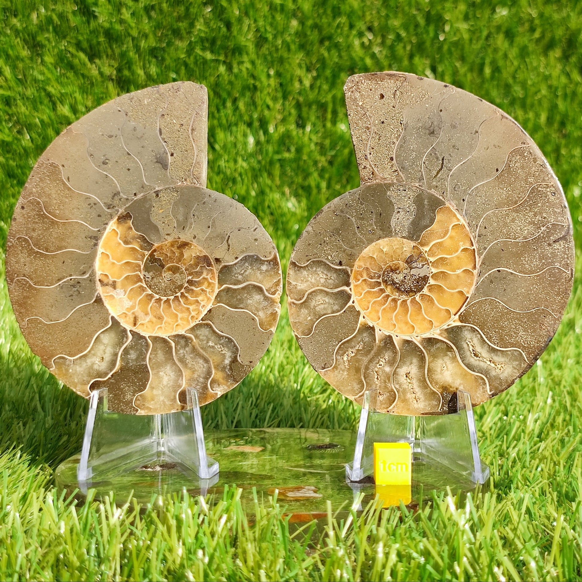 Beautiful cut and polished ammonite fossil - North Yorkshire Fossils