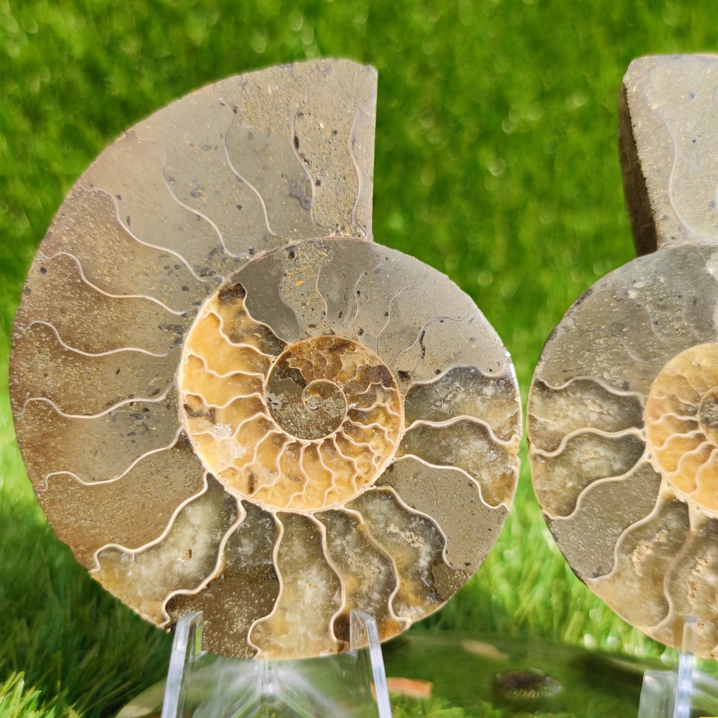 Beautiful cut and polished ammonite fossil - North Yorkshire Fossils