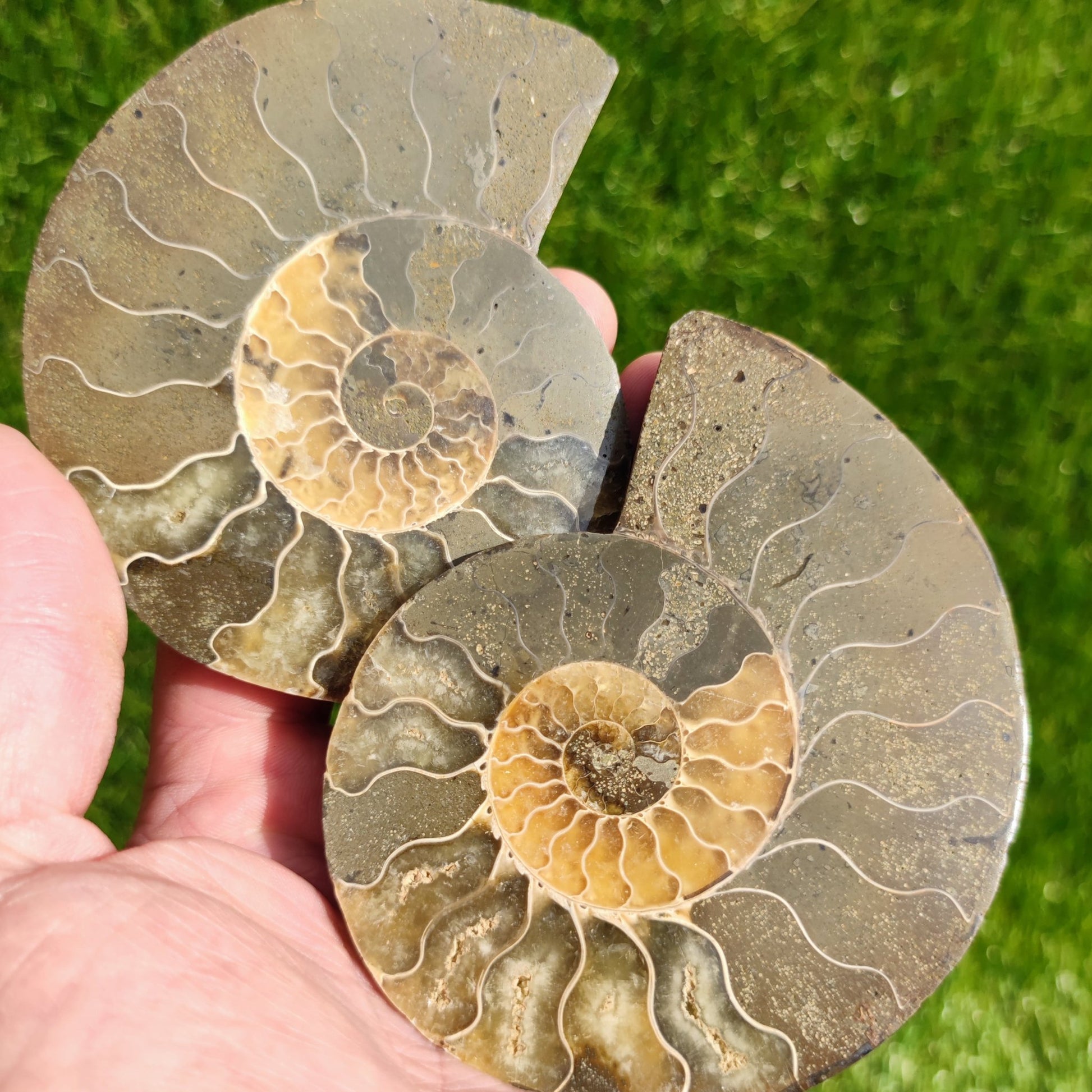 Beautiful cut and polished ammonite fossil - North Yorkshire Fossils